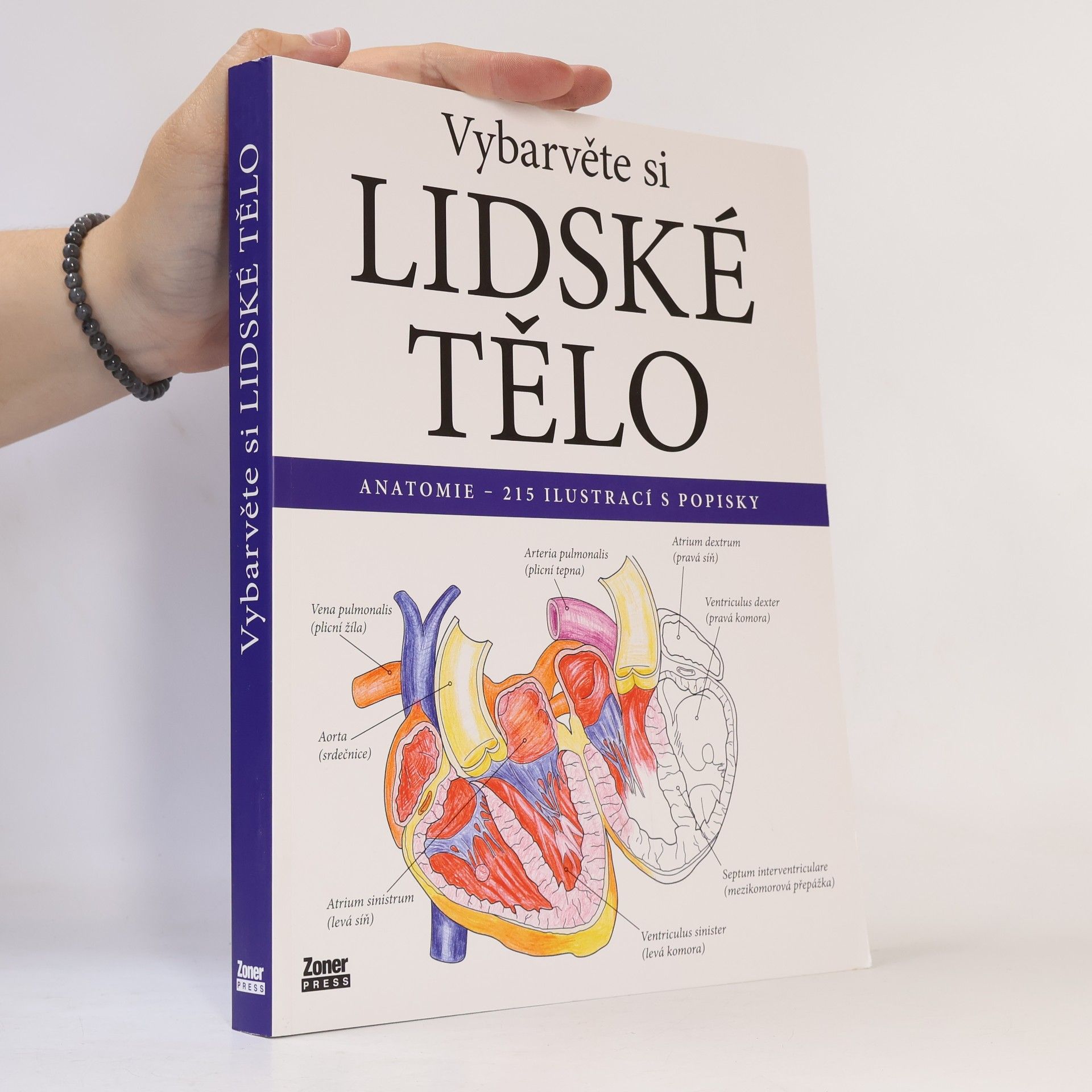 Evelína Kovácsová Vybarvěte si lidské tělo : anatomie - 215 ilustrací s popisky
