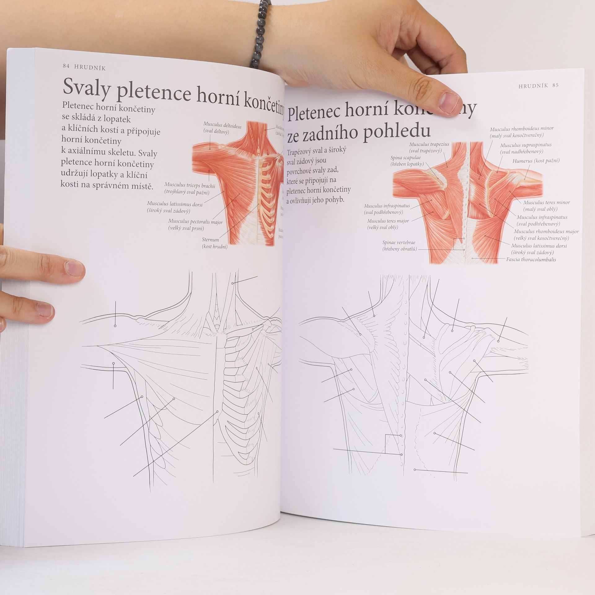 Evelína Kovácsová Vybarvěte si lidské tělo : anatomie - 215 ilustrací s popisky
