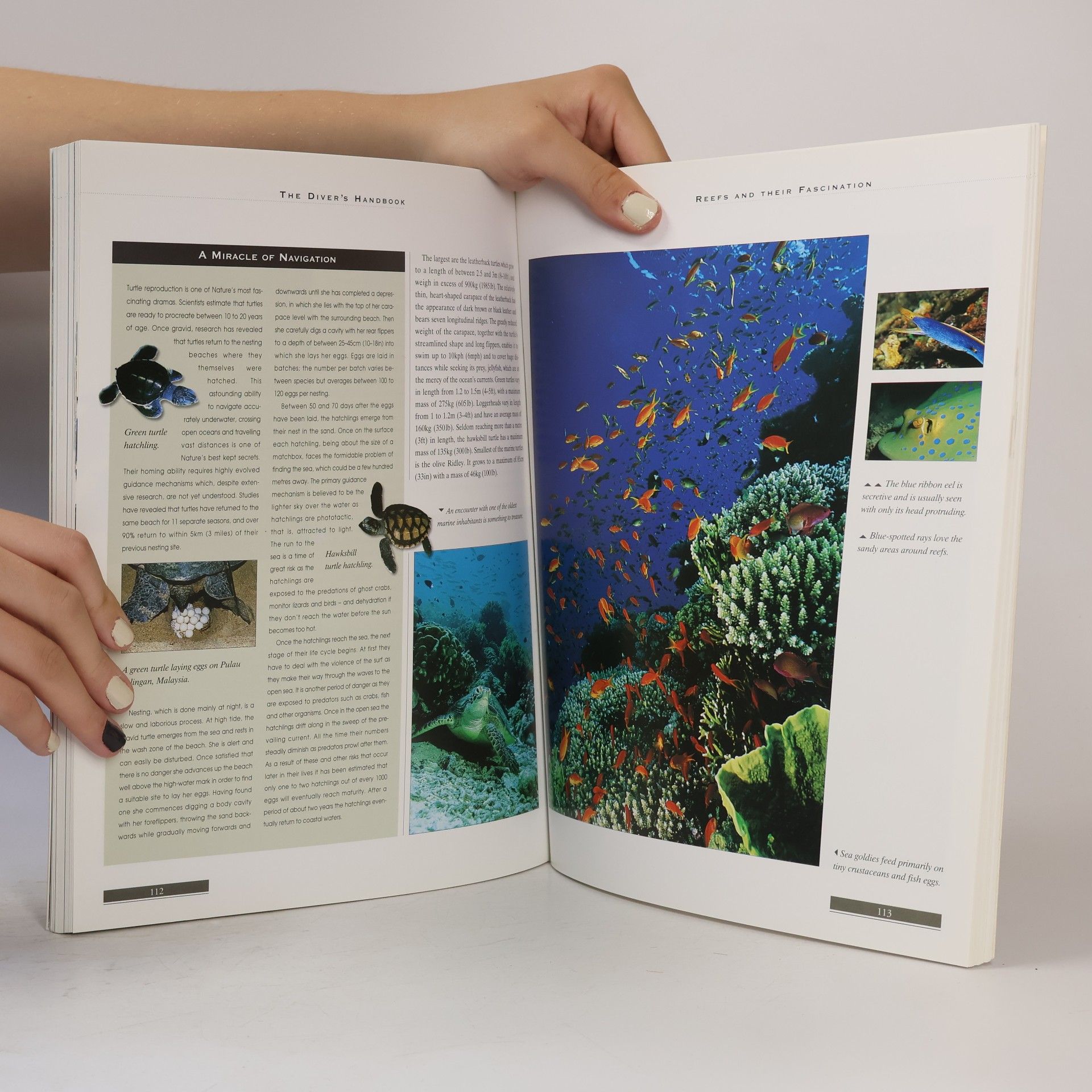 Alan Mountain The Diver's Handbook