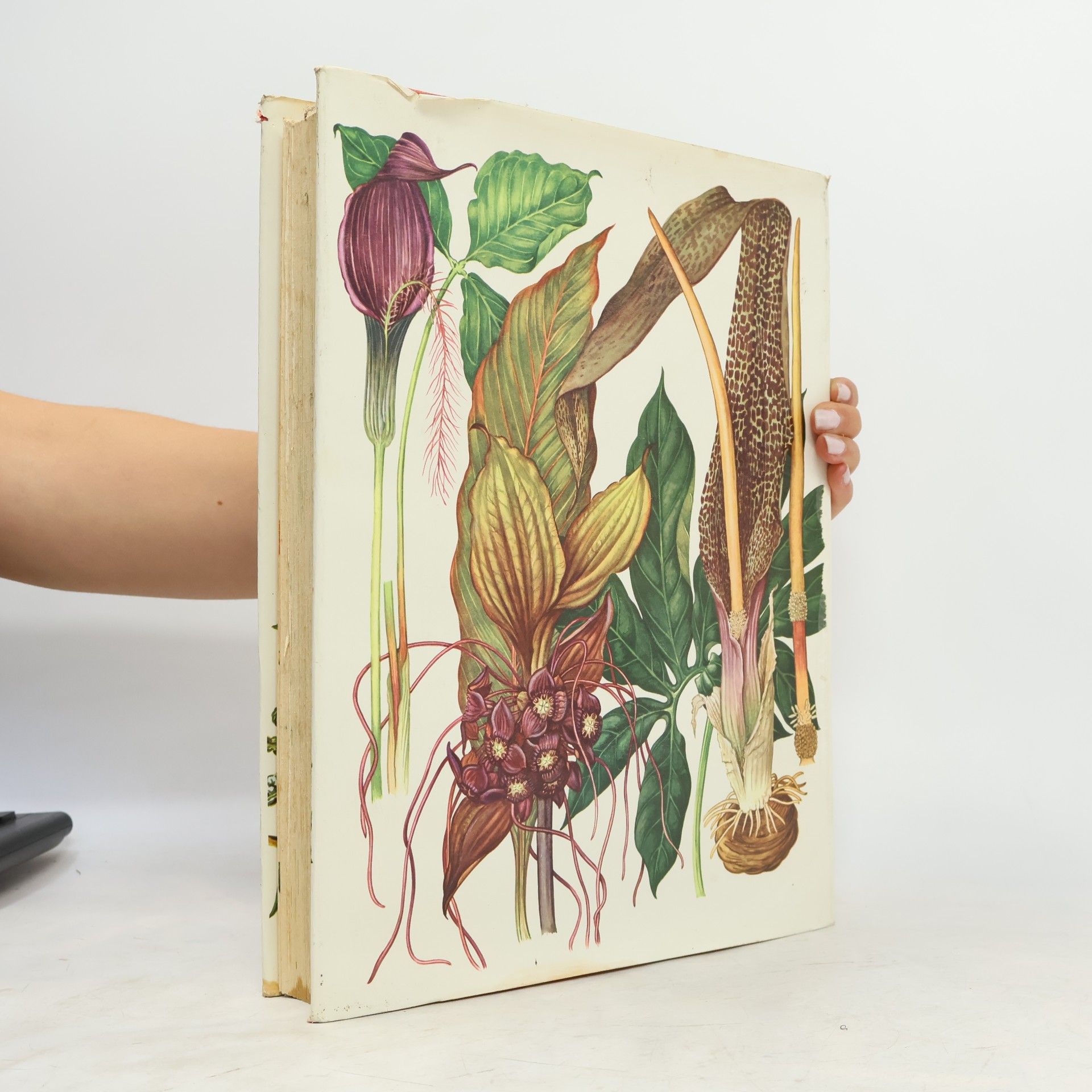 Brian D. Morley Wild Flowers of the World