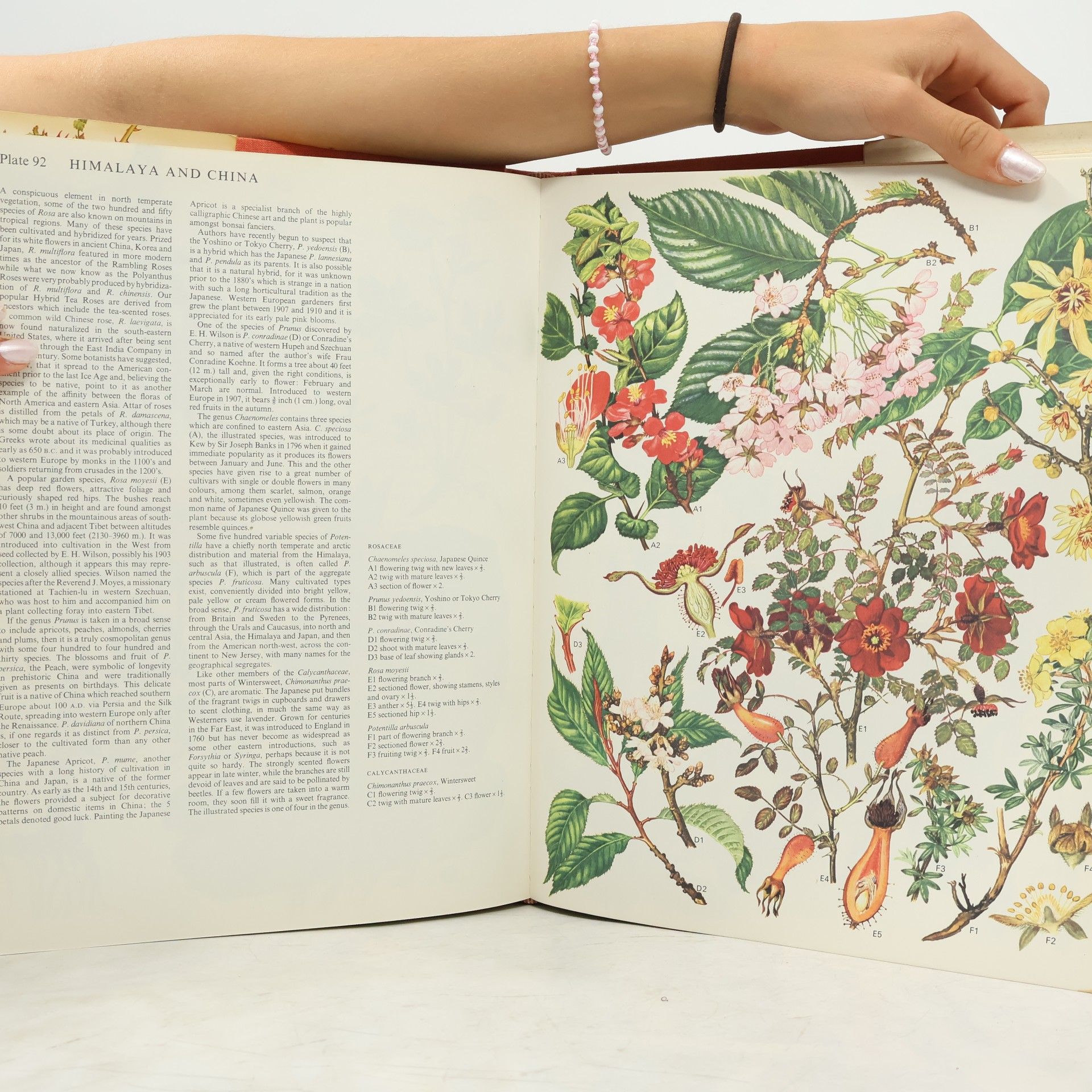 Brian D. Morley Wild Flowers of the World