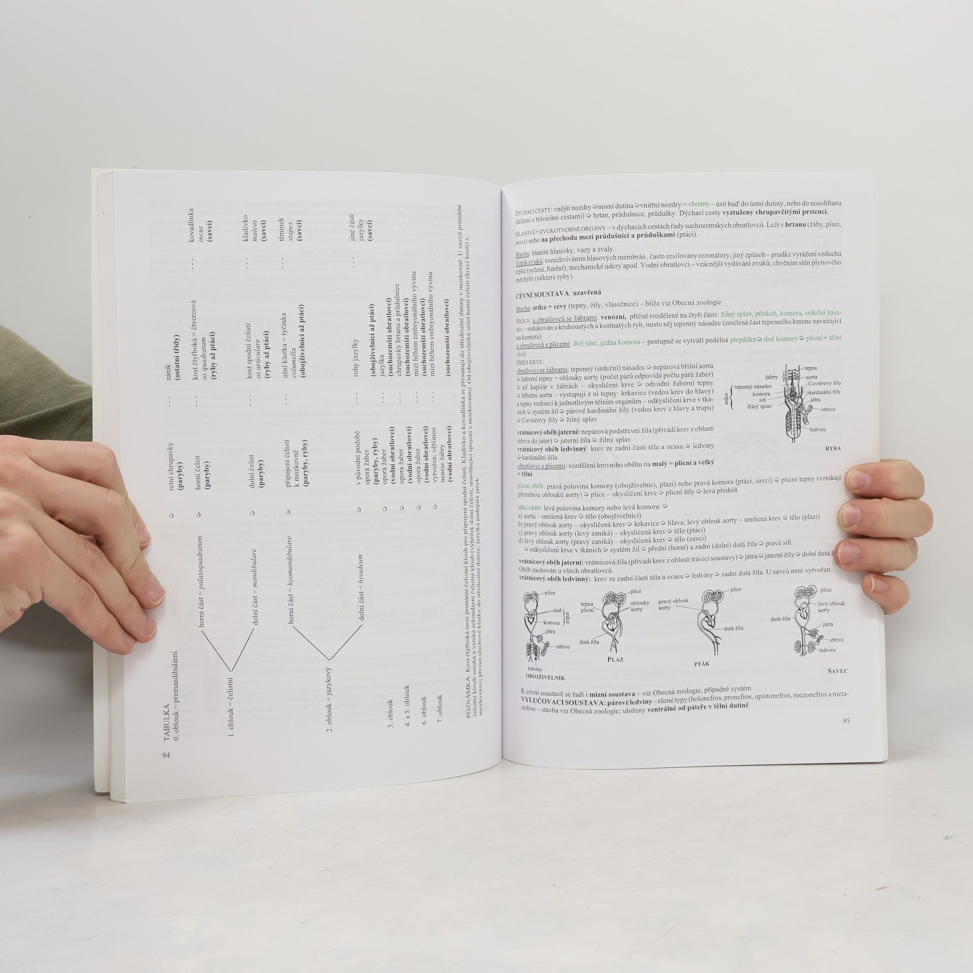 Hana Hančová Biologie v kostce. 2. díl