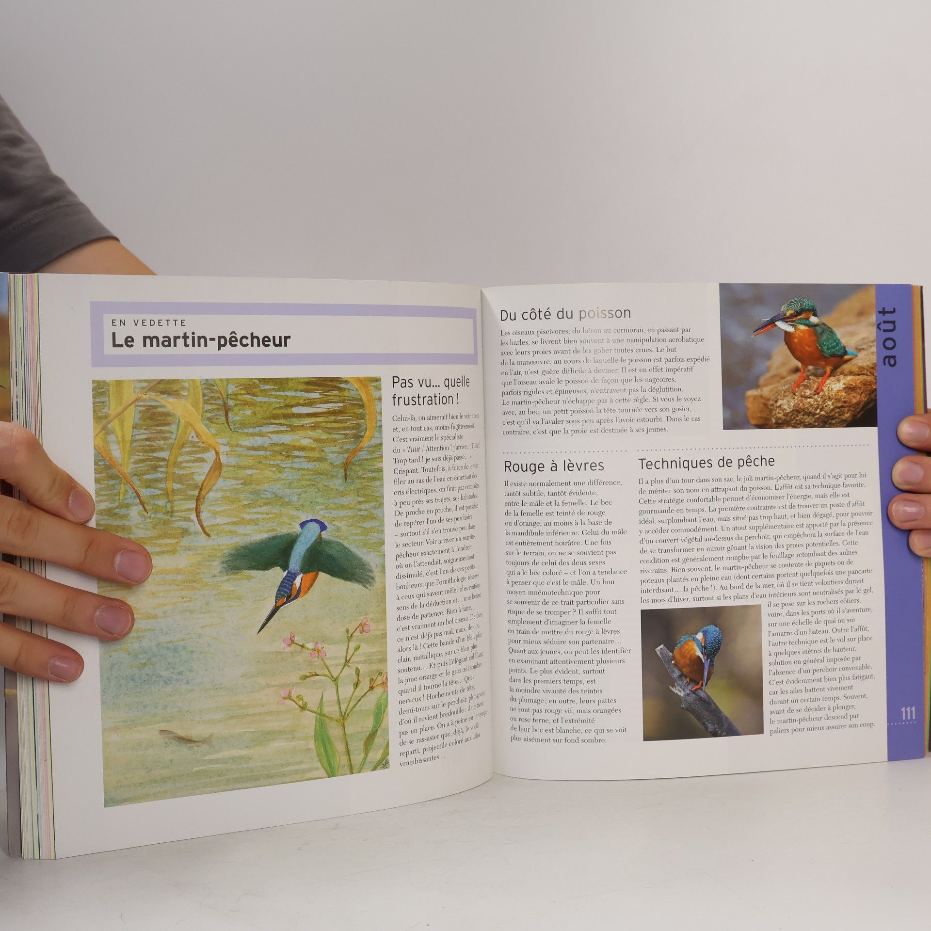 Guilhem Lesaffre L'almanach des oiseaux