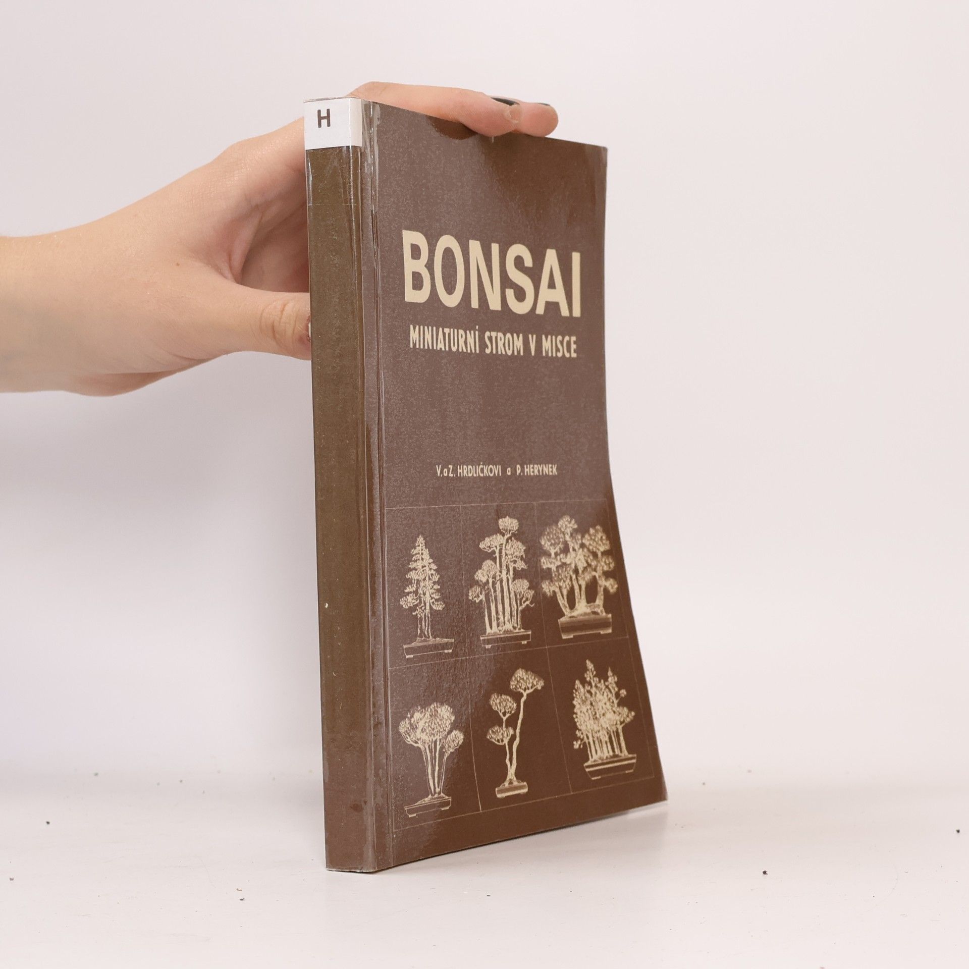 Bonsai. Miniaturní strom v misce