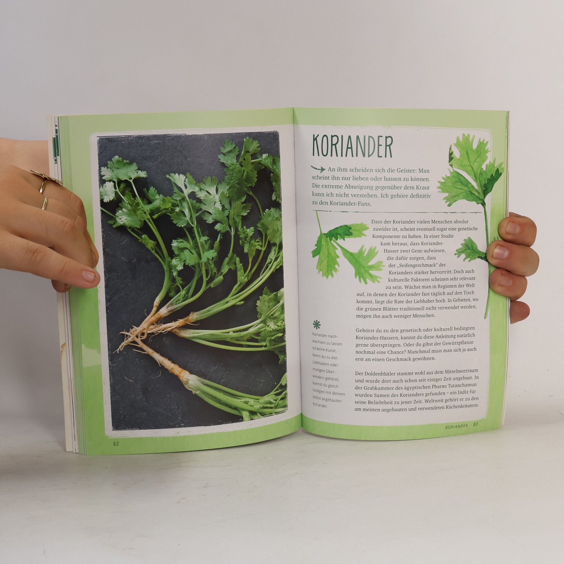 Melissa Raupach Regrow your veggies