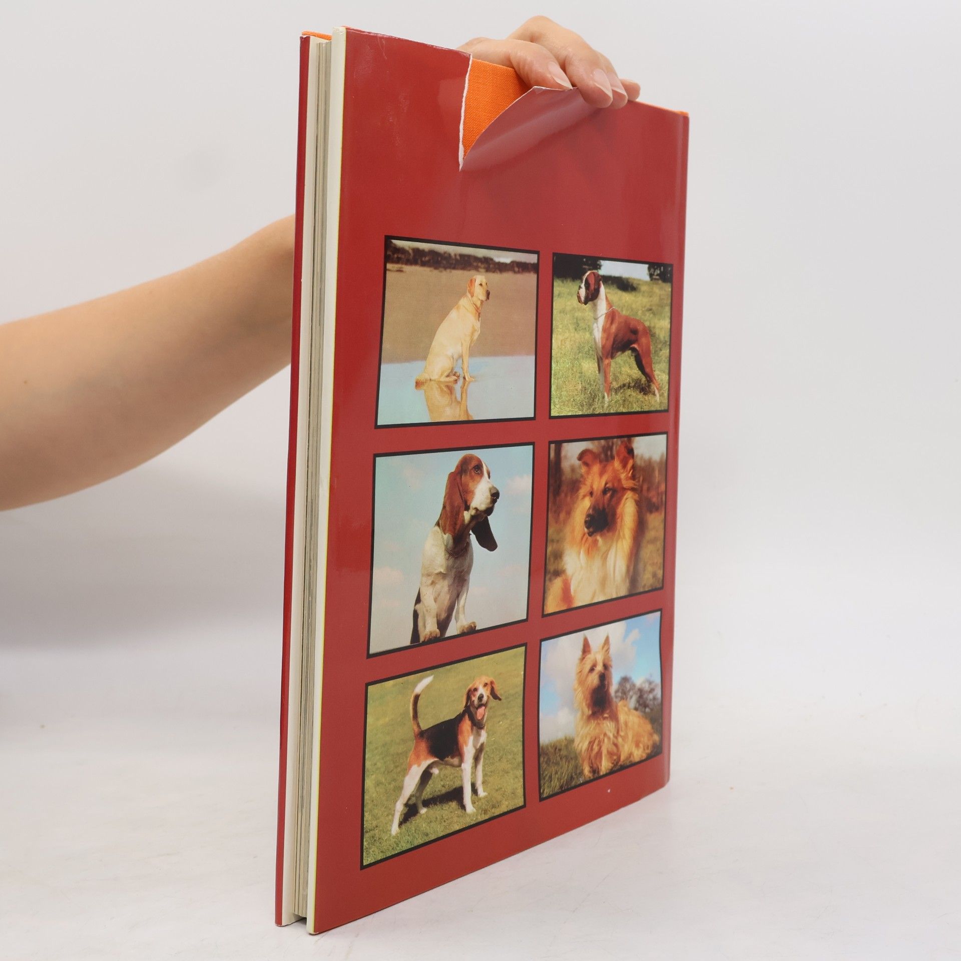 Kolektiv autorů The book of the dog