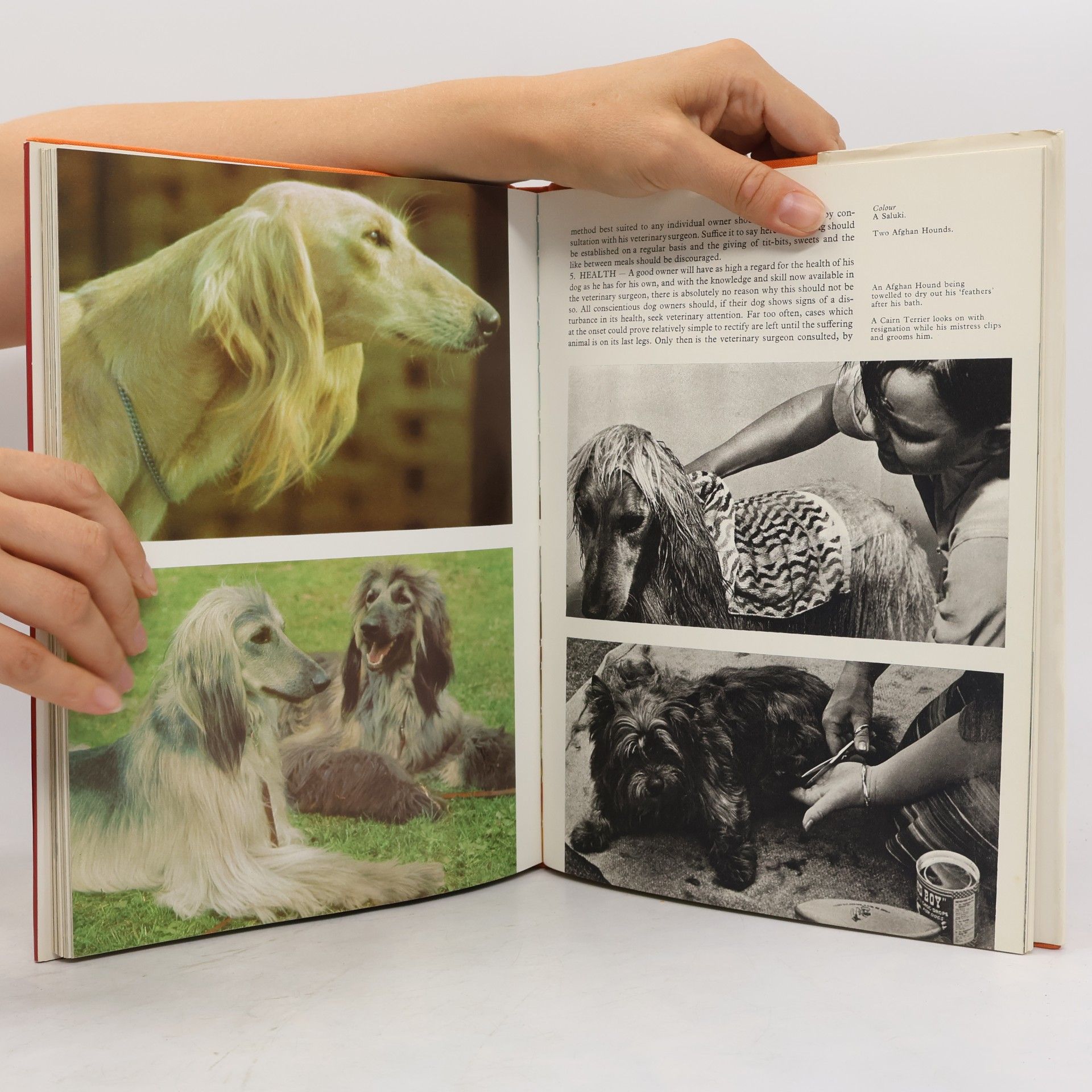 Kolektiv autorů The book of the dog