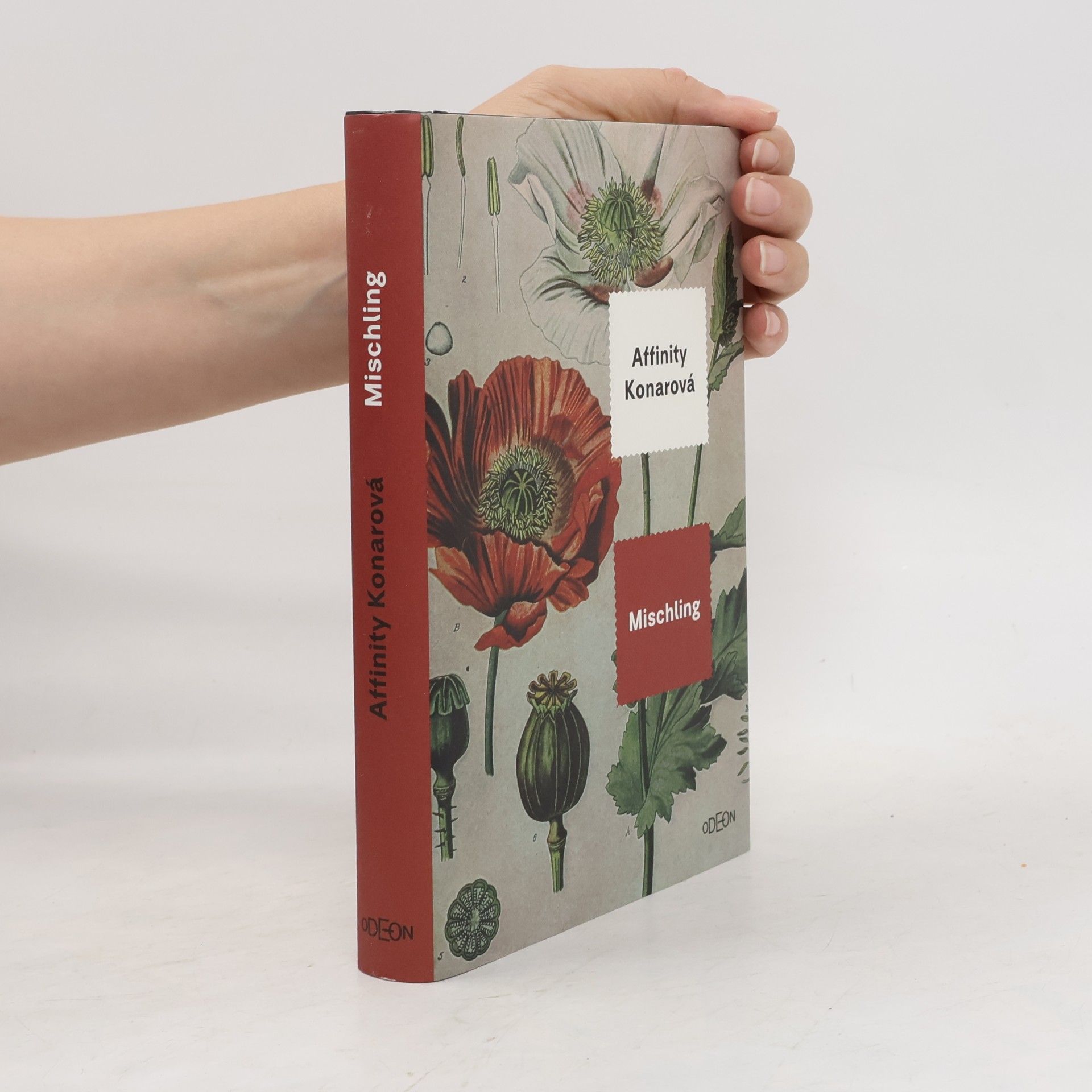 Affinity Konar Mischling