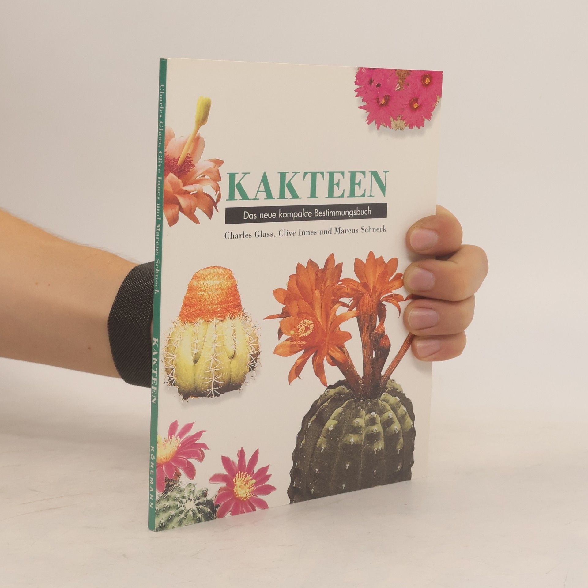 Kakteen