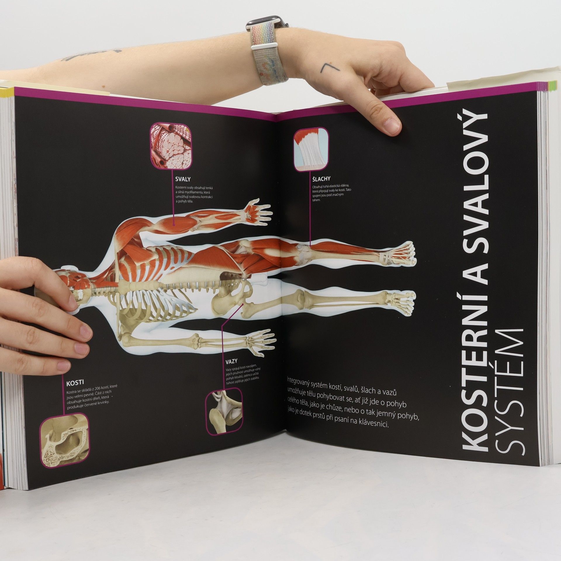 Alice Roberts Kompletní lidské tělo
