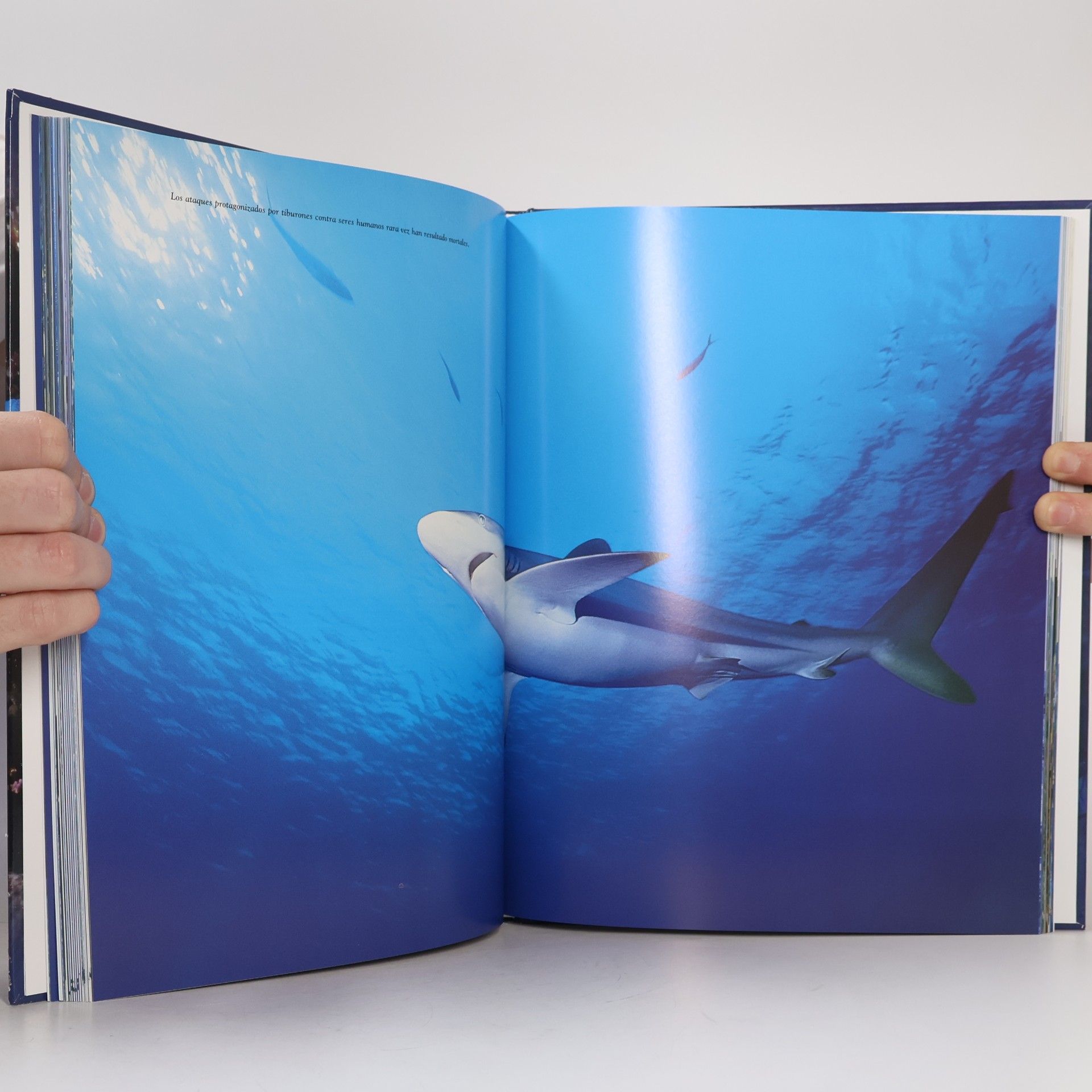 Auteurscollectief El Mundo submarino
