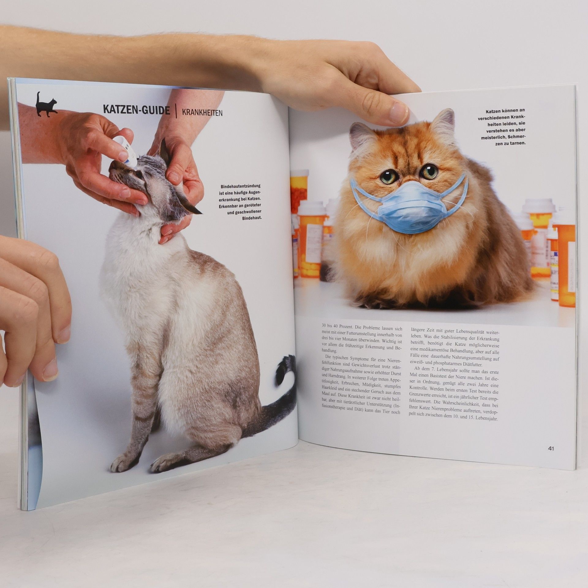 Autorenkollektiv Der große Katzen-Guide