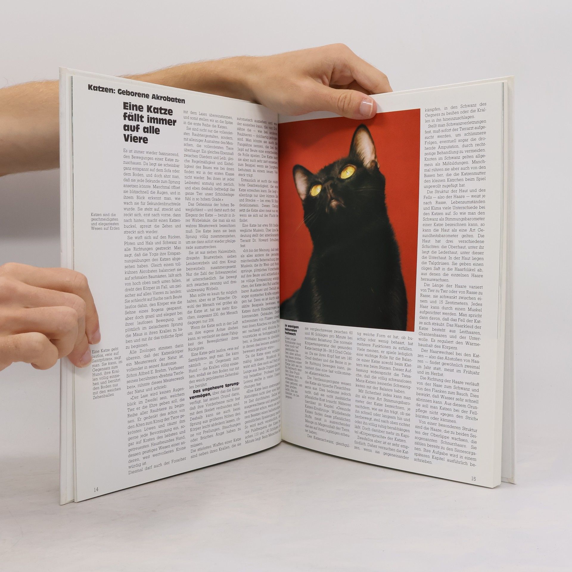 Heinz Sponsel Das grosse Katzenbuch in Farbe