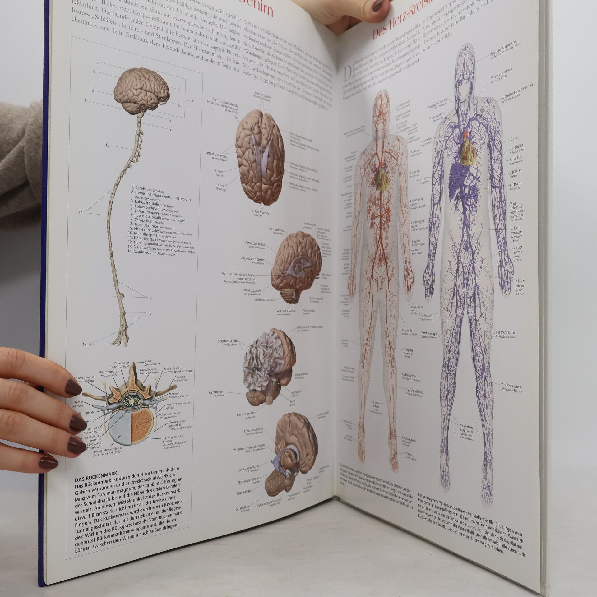 Susanne Bonn DuMont's Bildatlas der menschliche Körper in 24 Bildtafeln der National Library of Medicine, USA