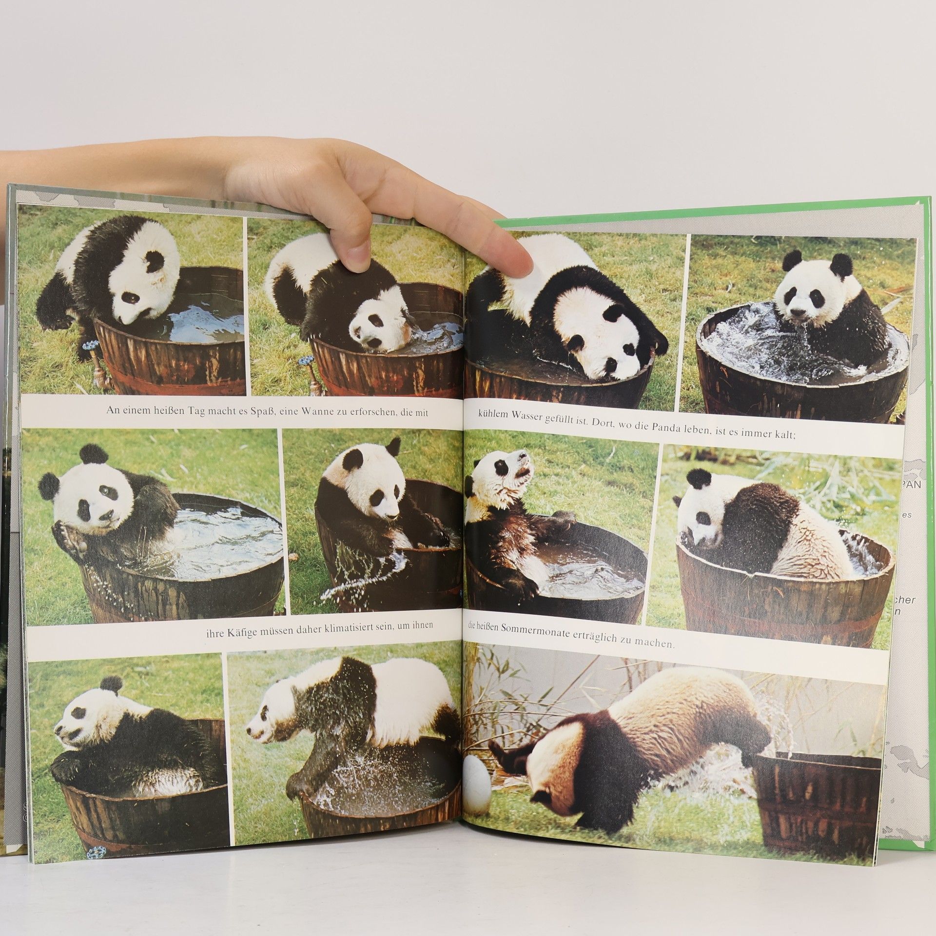 Donna K. Grosvenor Panda-Bären