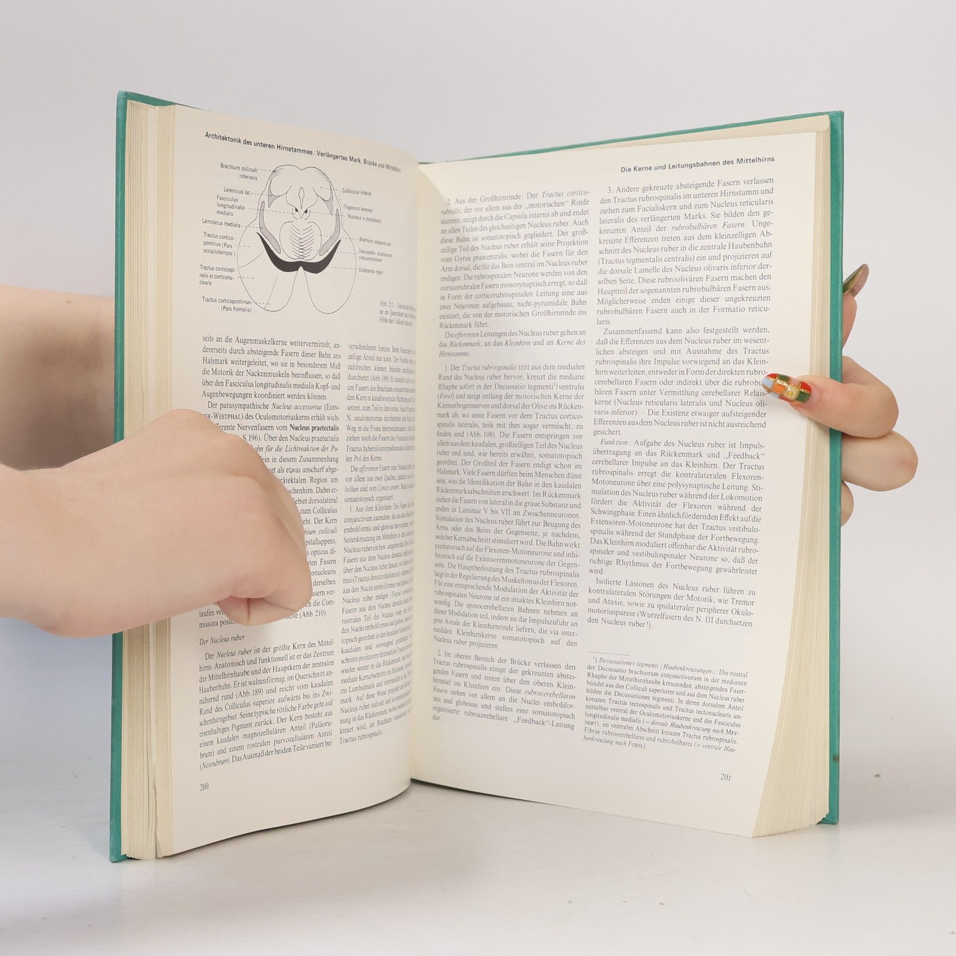 Alfred Benninghoff Lehrbuch der Anatomie des Menschen