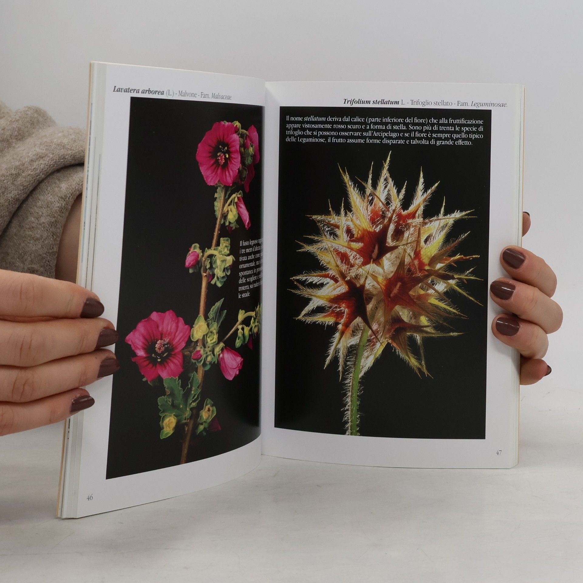 Graziano Rinaldi Flora des toskanischen Archipels