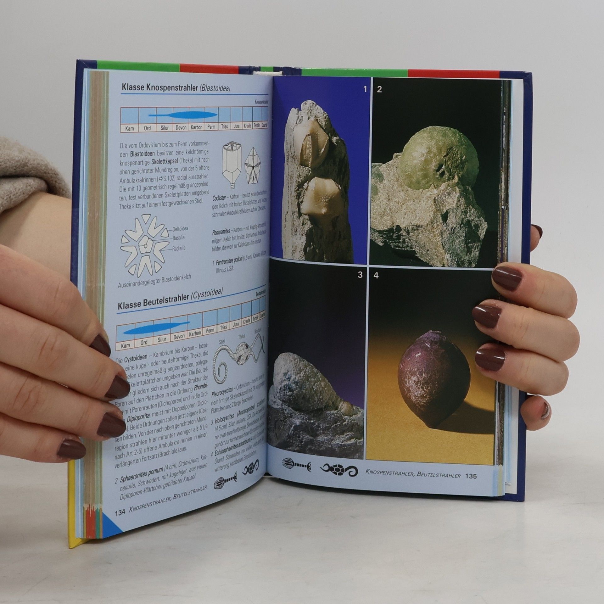 Various authors Steinbachs Naturführer Versteinerungen. Erkennen & bestimmen