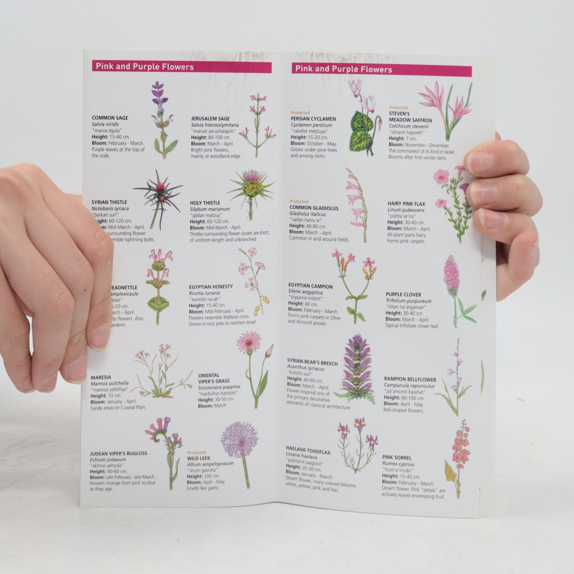 Various authors Pocket Guides to the Flora & Fauna of Israel