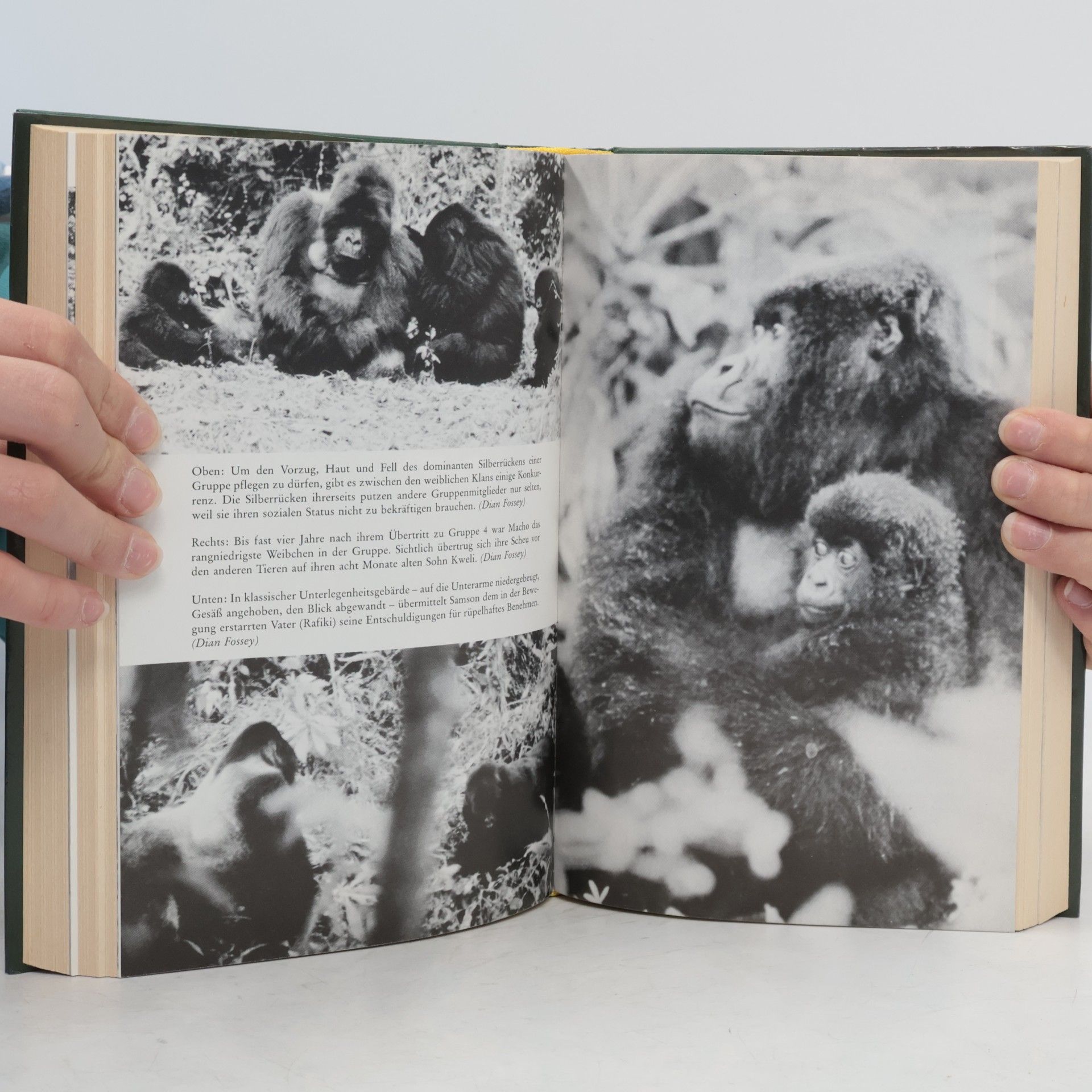 Dian Fossey Gorillas im Nebel