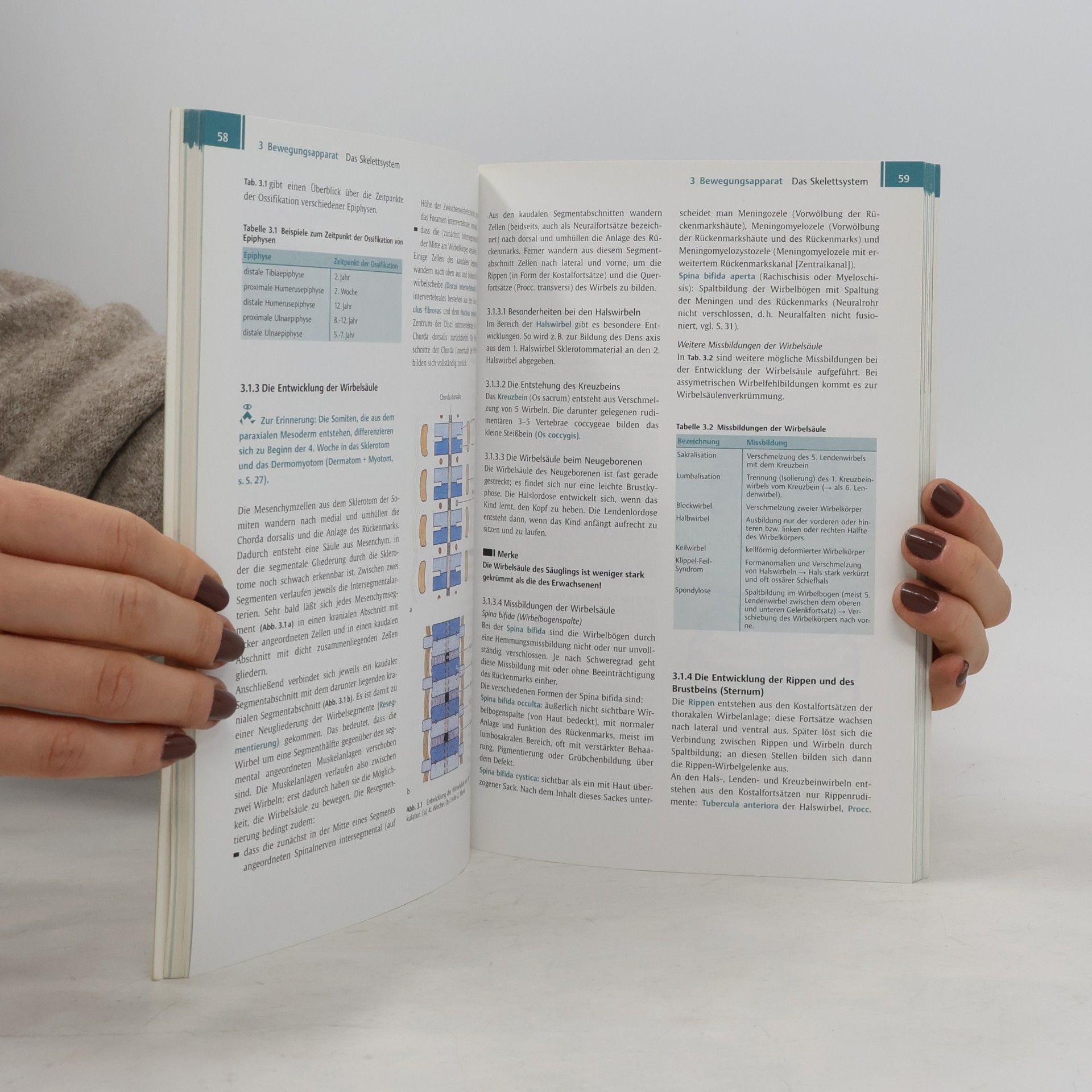 Norbert Ulfig Kurzlehrbuch Embryologie