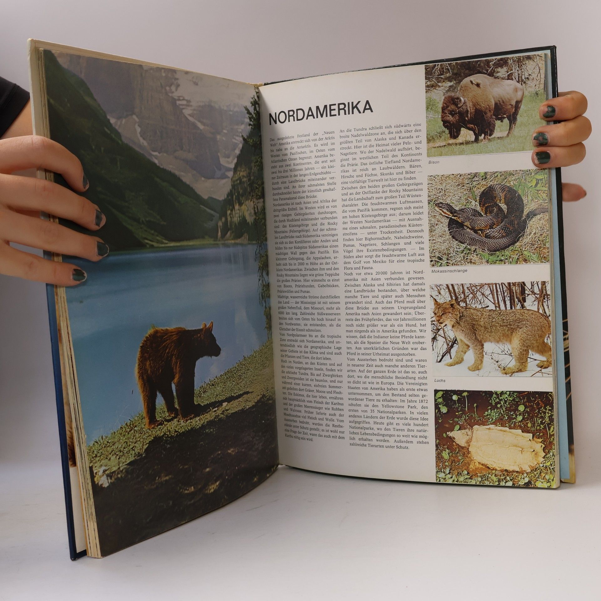 Autorenkollektiv Der große Welt-Tieratlas