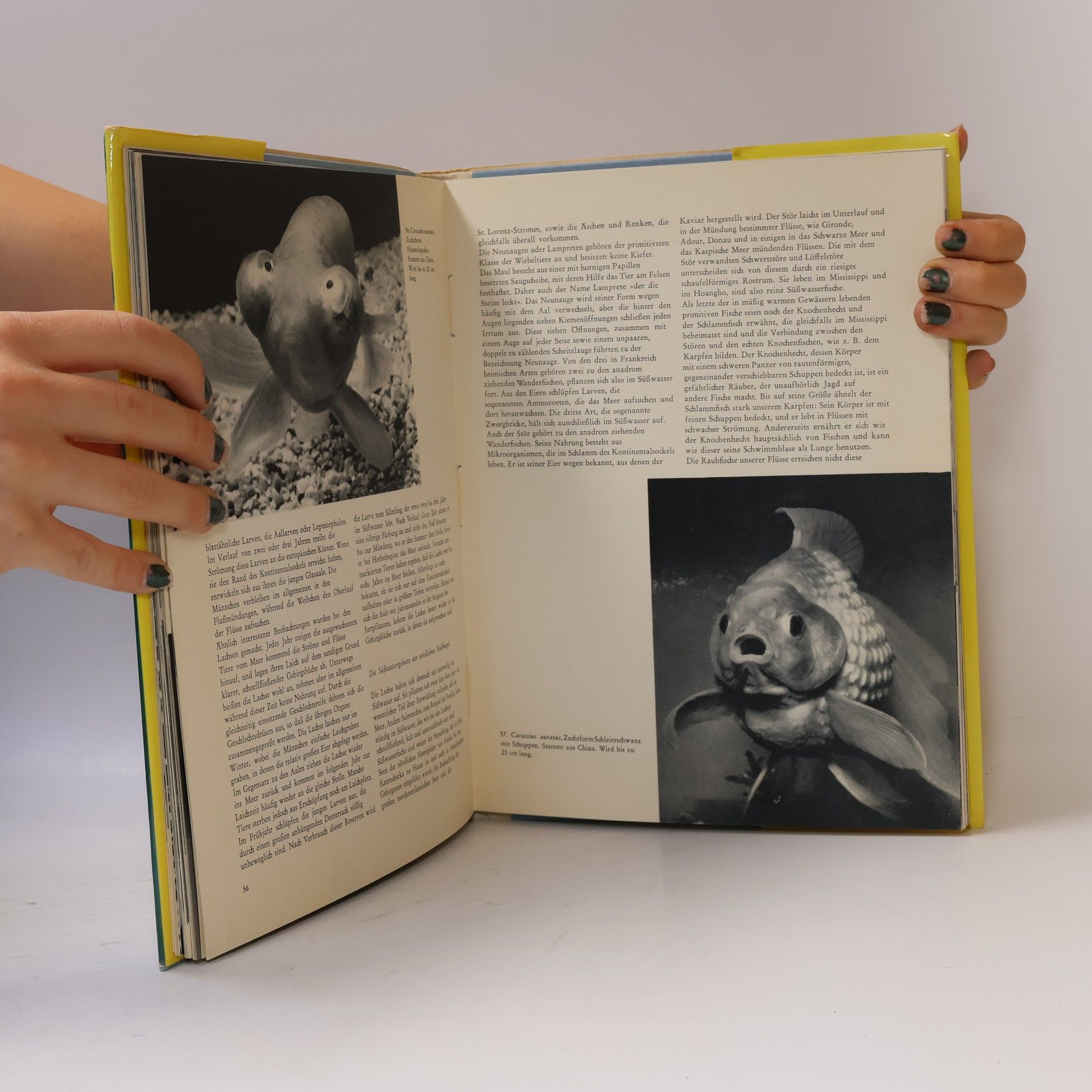Various authors Exotische Fische