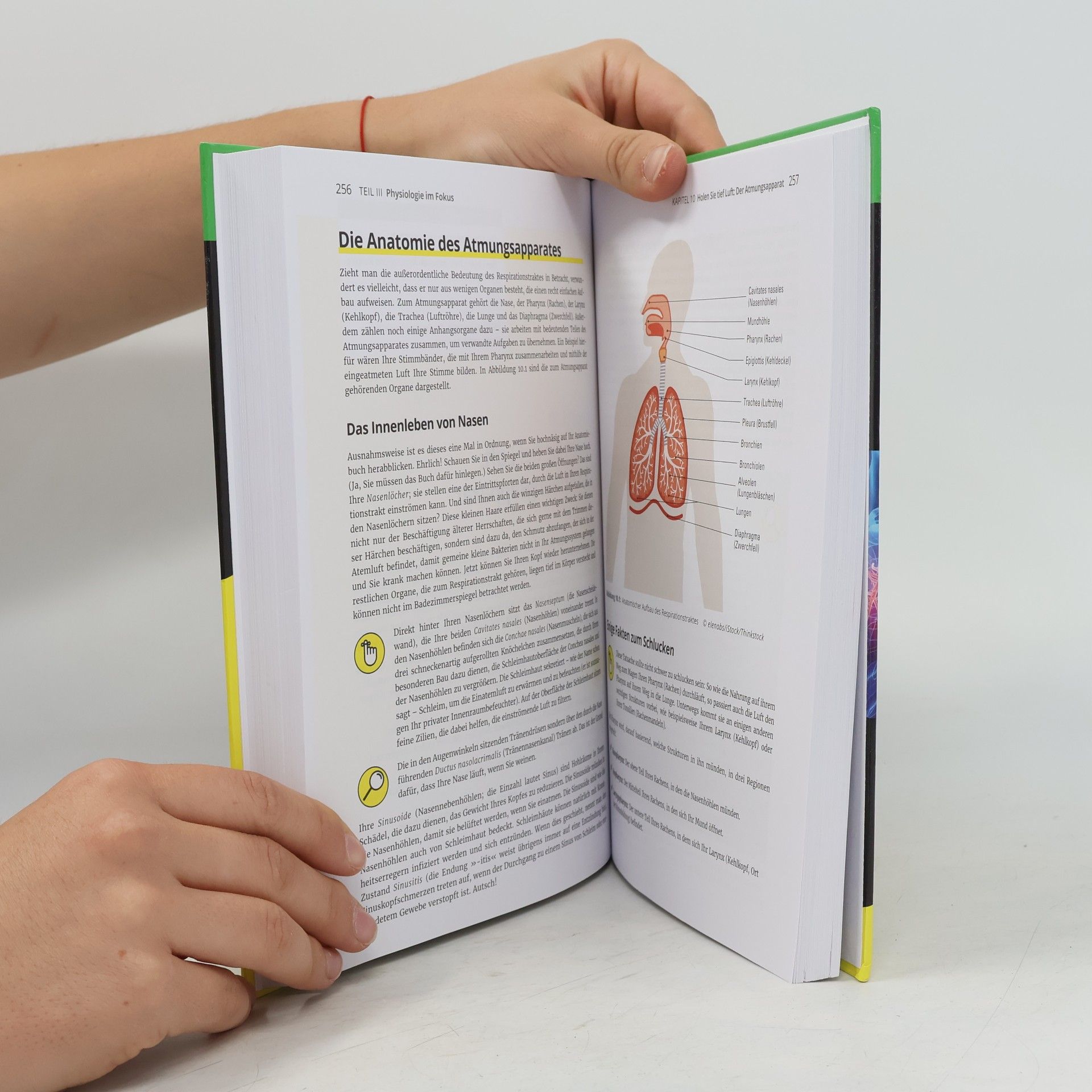 Donna Rae Siegfried Anatomie und Physiologie für Dummies