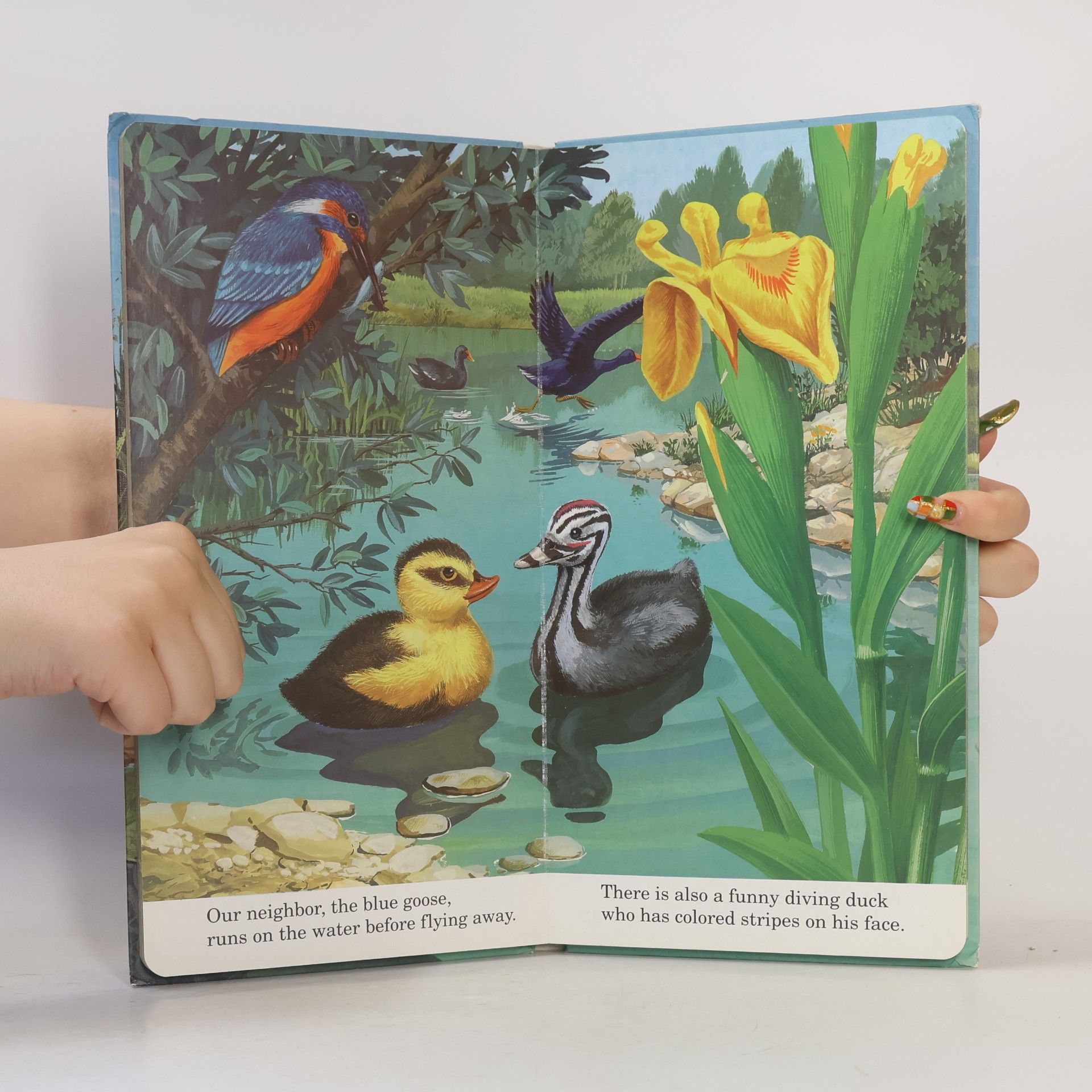 François Crozat Barron's Little Animal Series: I Am a Little Duck