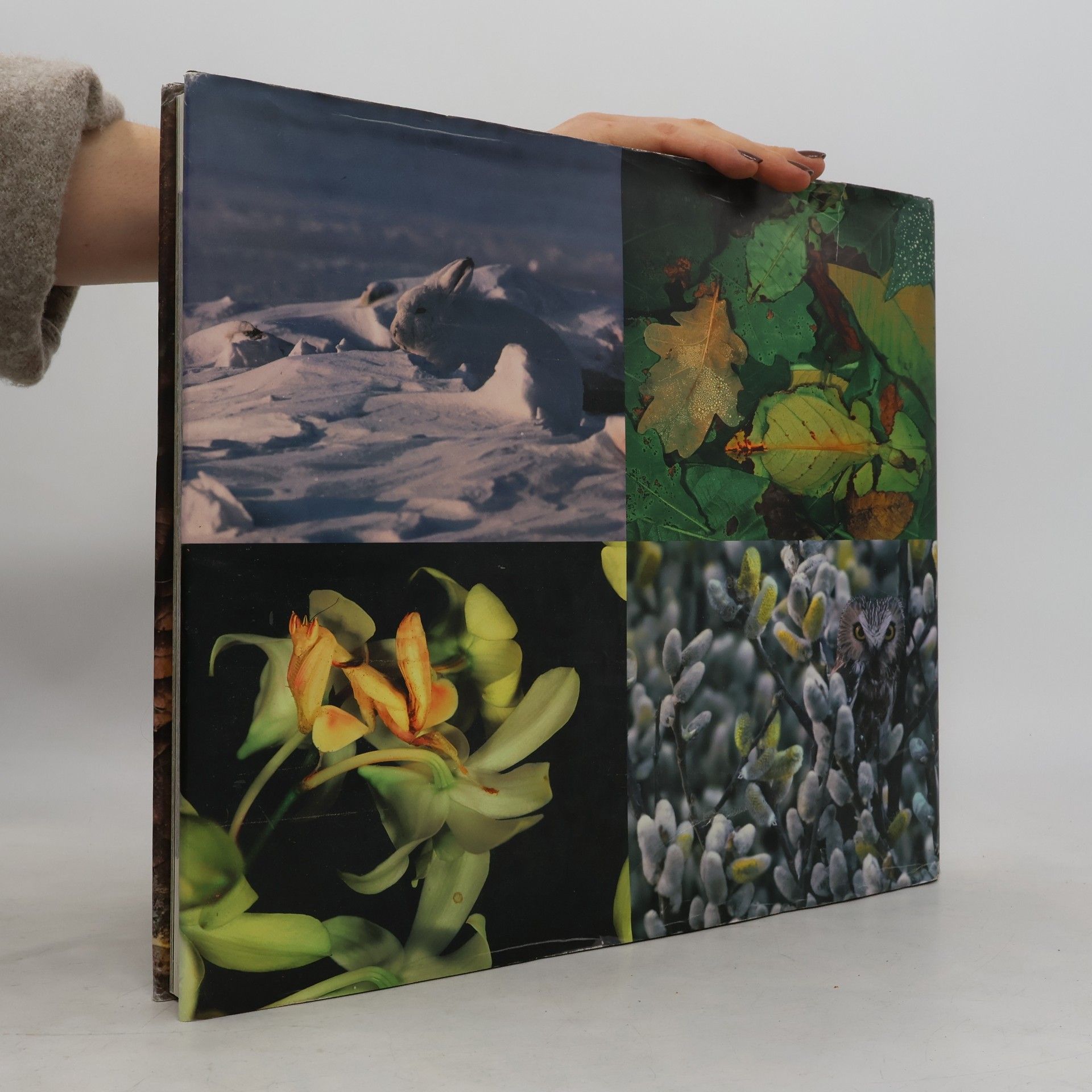Art Wolfe Kunst der Tarnung