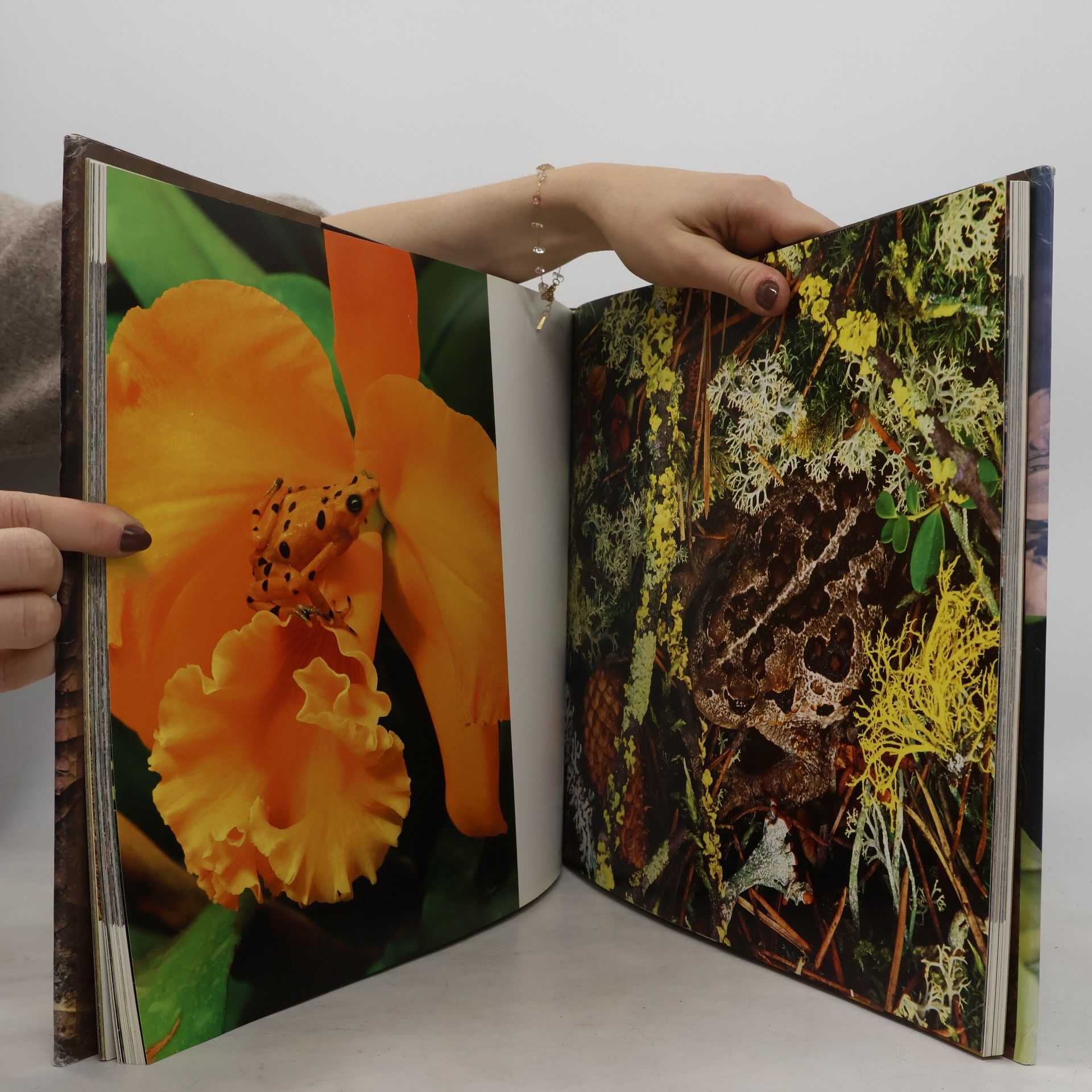 Art Wolfe Kunst der Tarnung