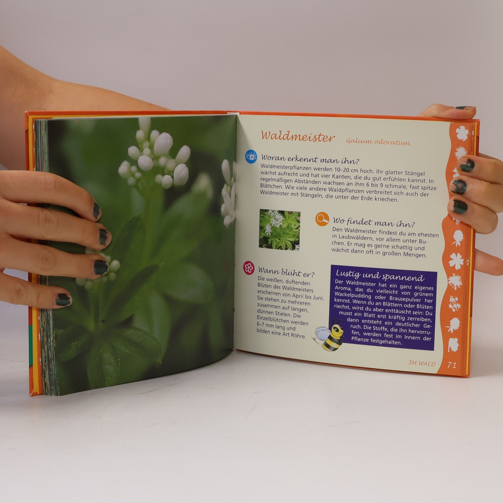 Autorenkollektiv Naturführer für Kids. Blumen & Blütenpflanzen
