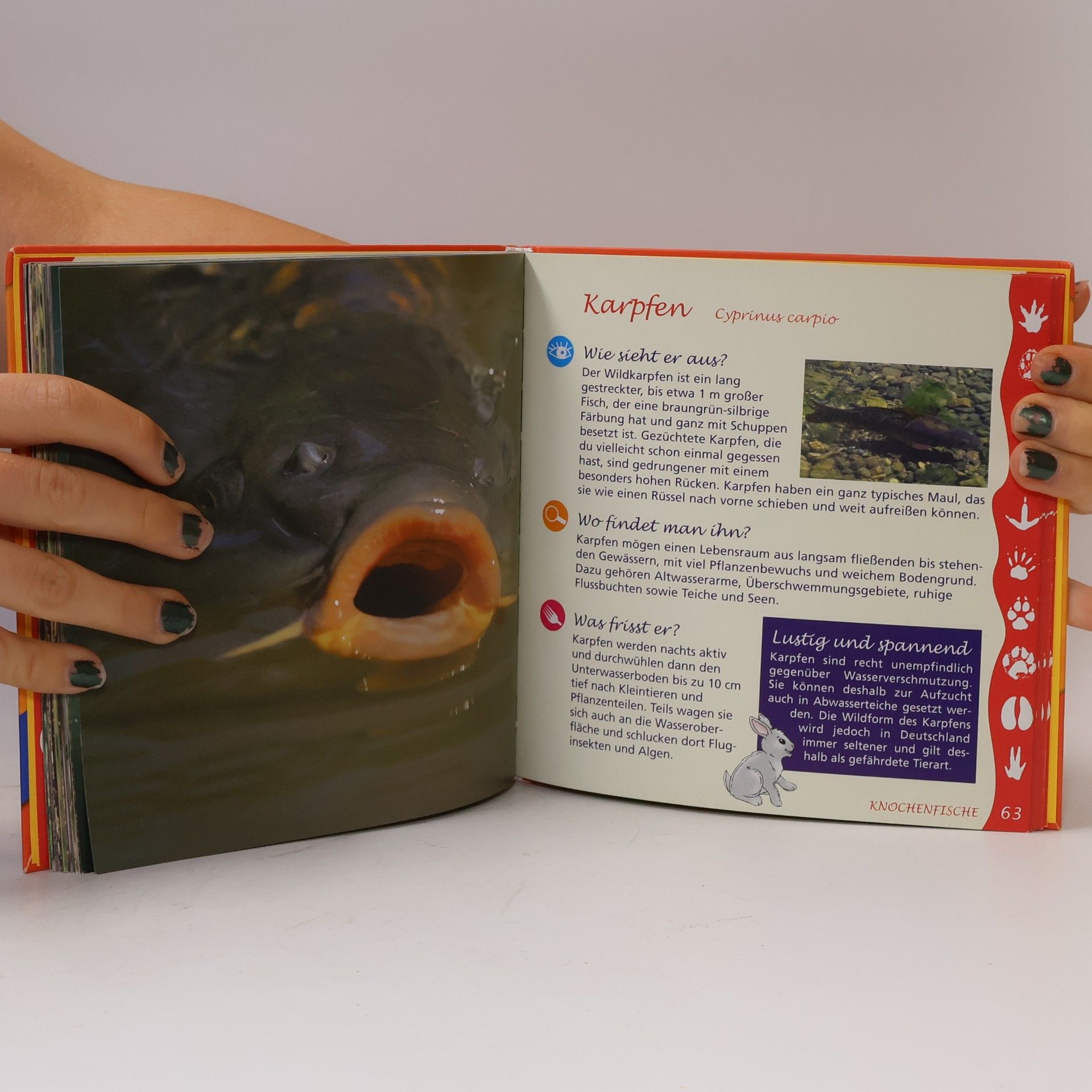 Autorenkollektiv Naturführer für Kids