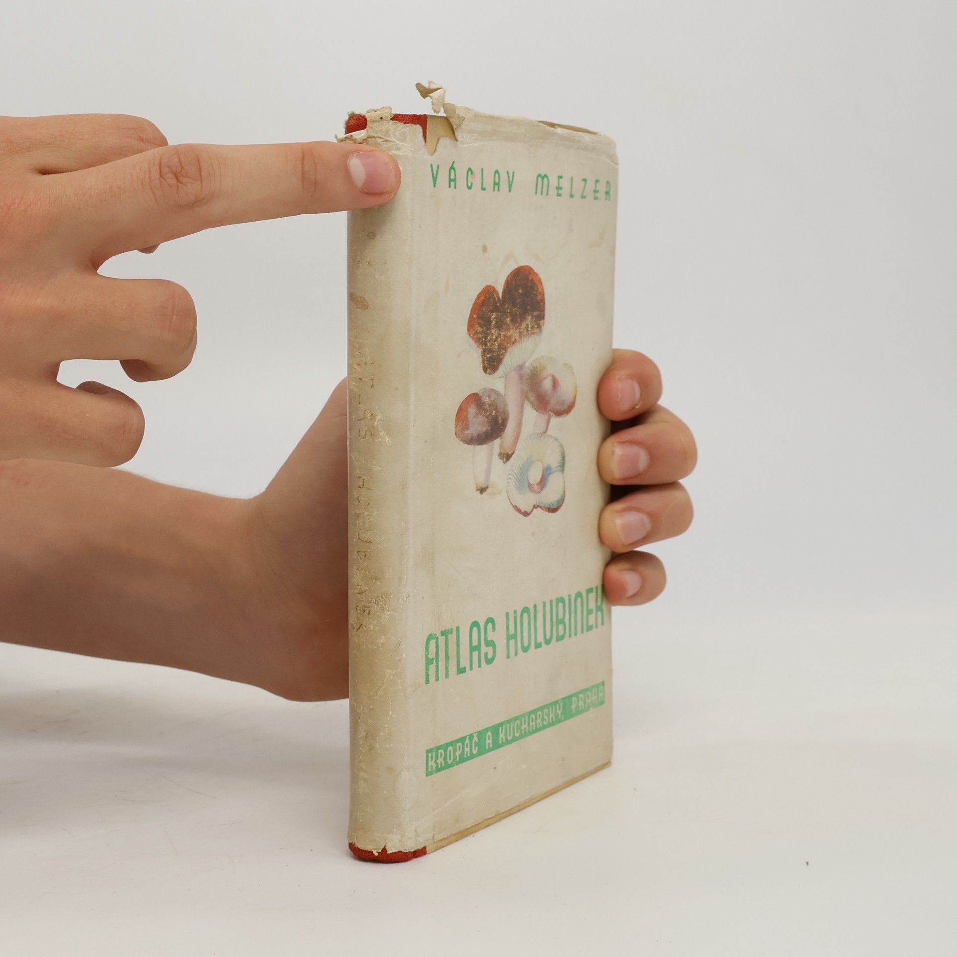 Václav Melzer Atlas holubinek