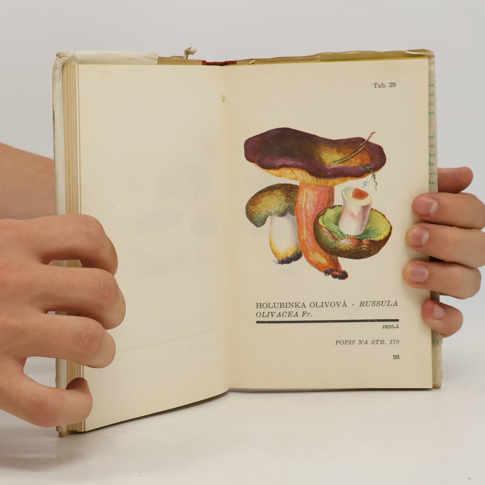 Václav Melzer Atlas holubinek