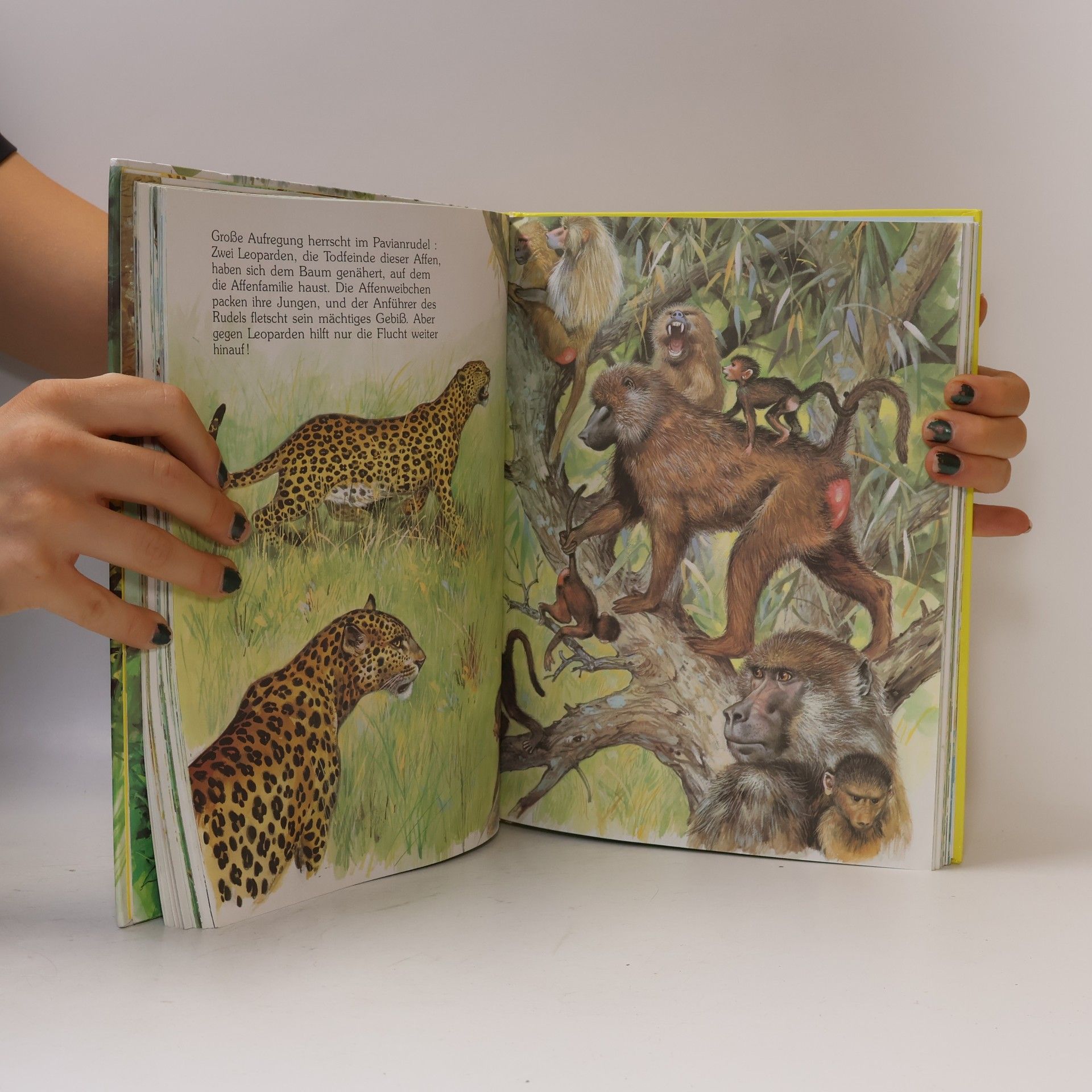 Autorenkollektiv Tiere aus aller Welt