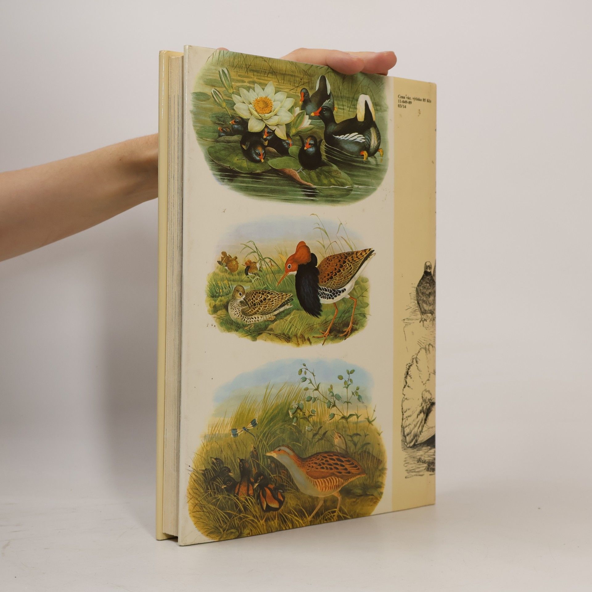 Charles Darwin Darwinův původ druhů v ilustracích