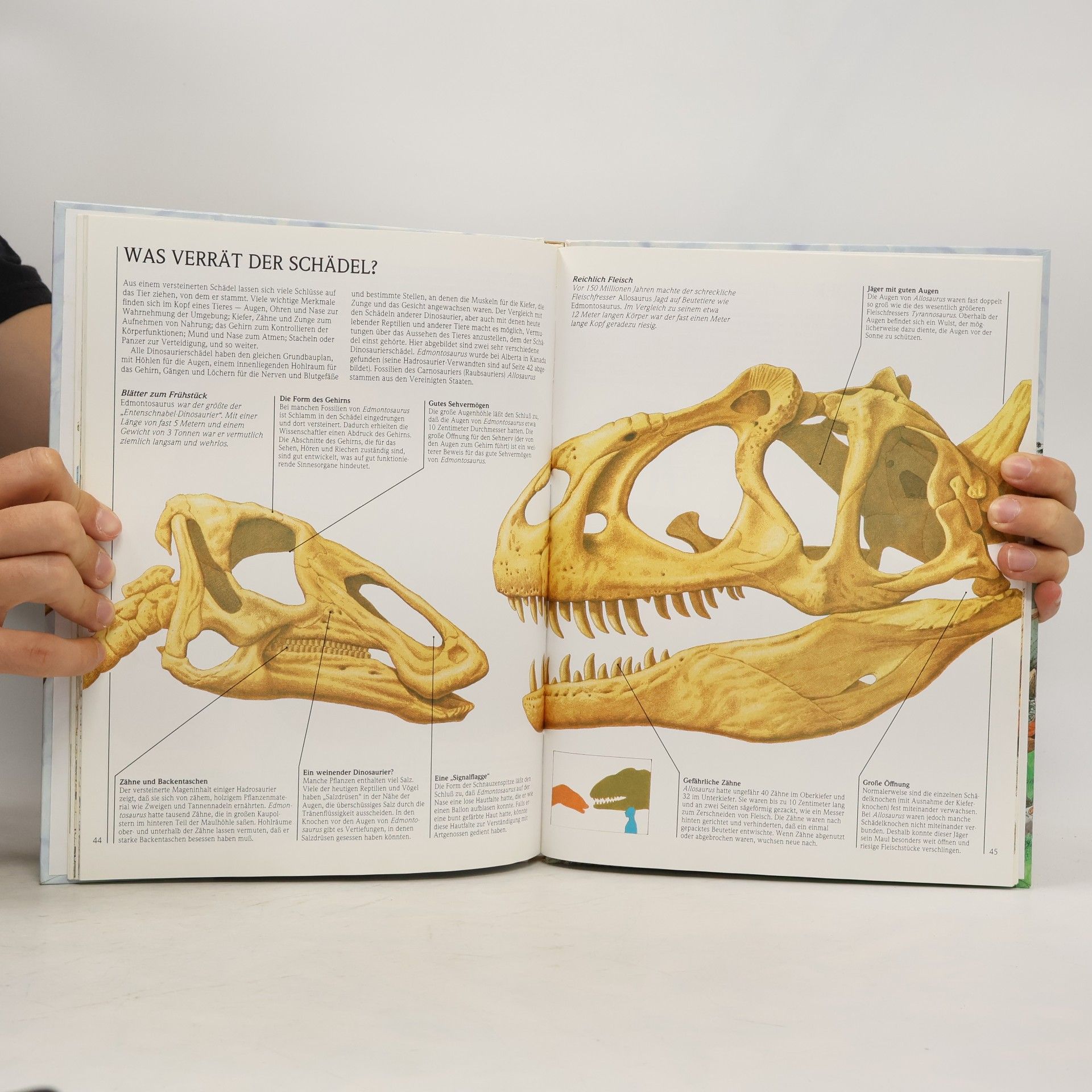 Autorenkollektiv Dinosaurier und wie sie lebten