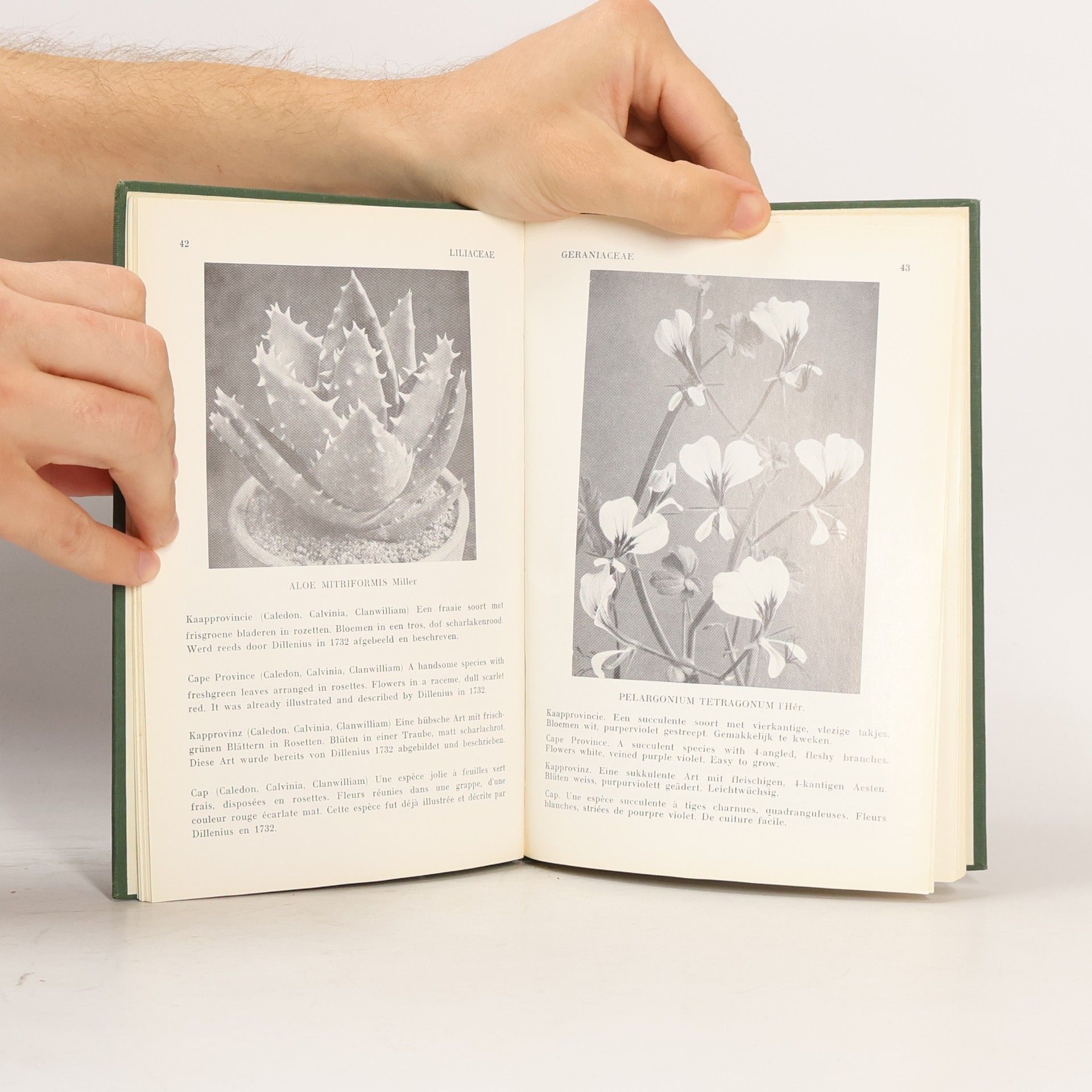 Kolektiv autorů Succulenten. Succulents. Sukkulenten. Plantes succulentes 1