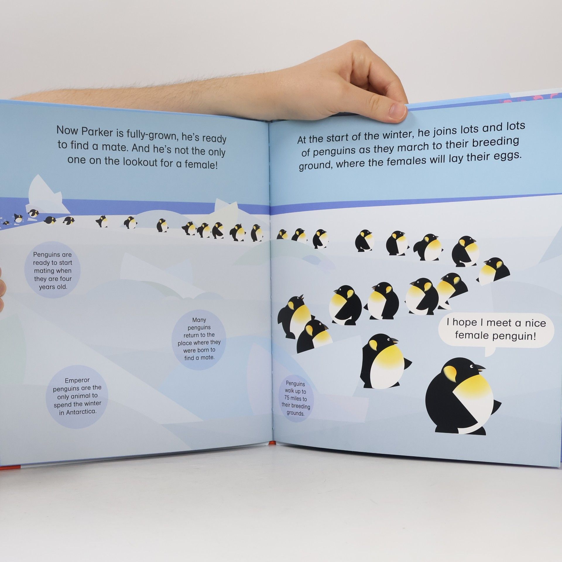 Barry Tranter Rounds: Parker Penguin