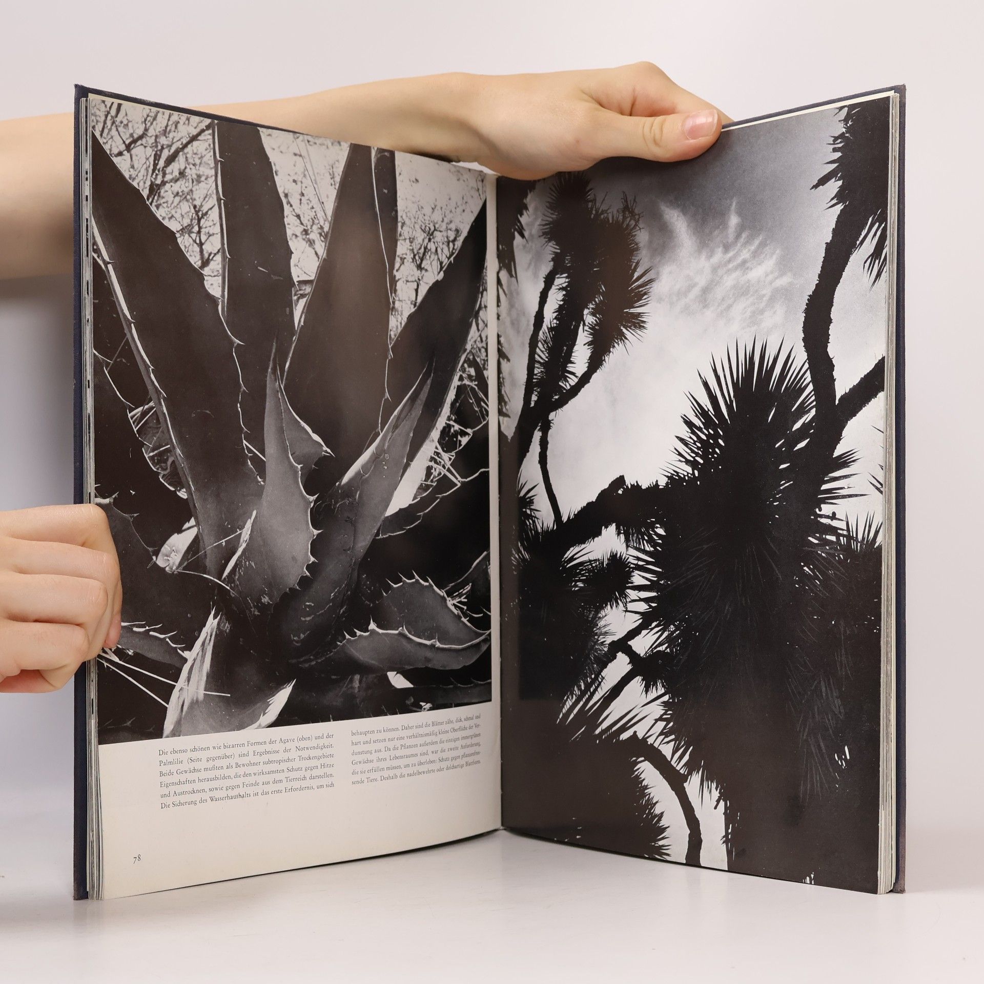 Andreas Feininger Das Antlitz der Natur