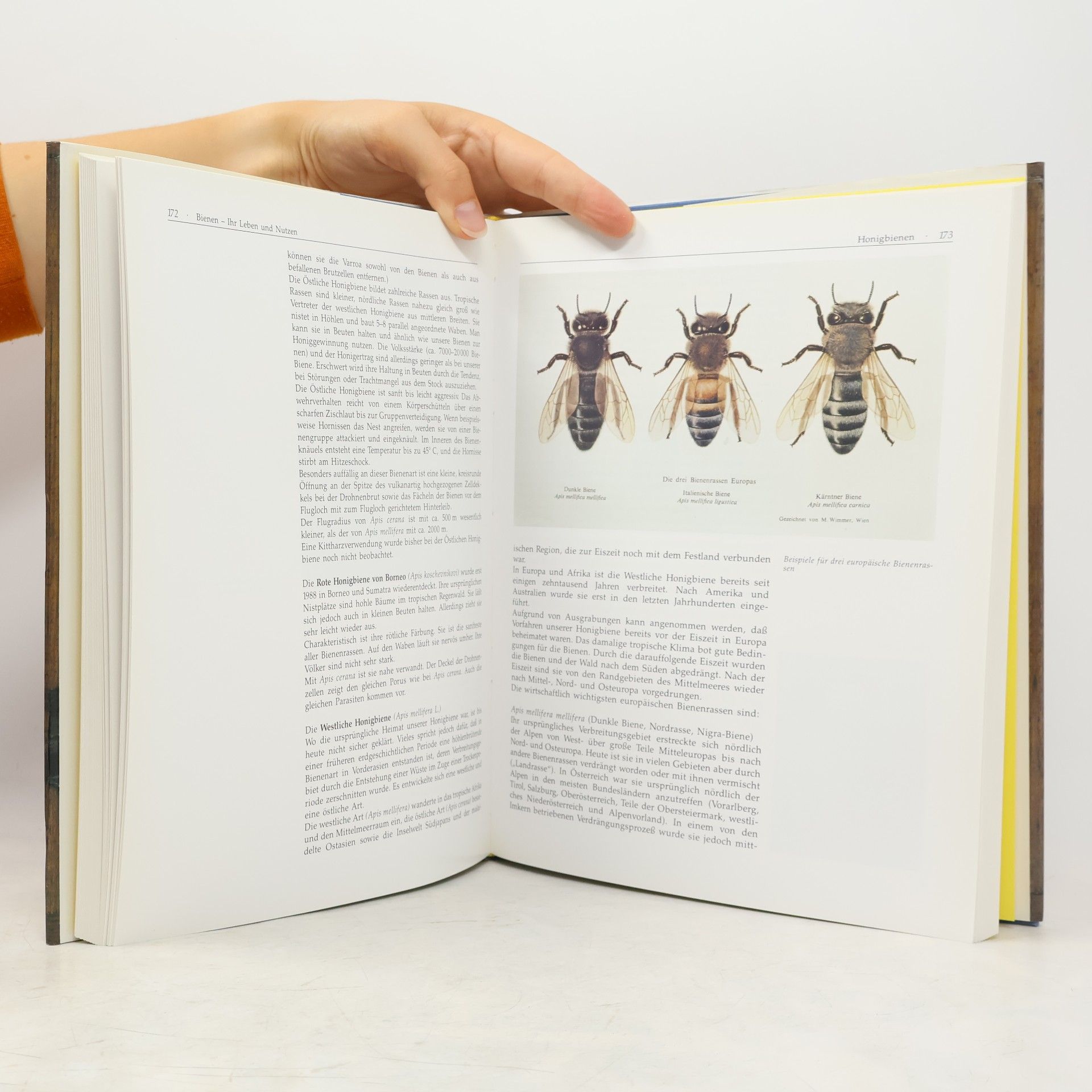 Edith Hörandner Von Bienen und Imkern, von Wachs und vom Honig