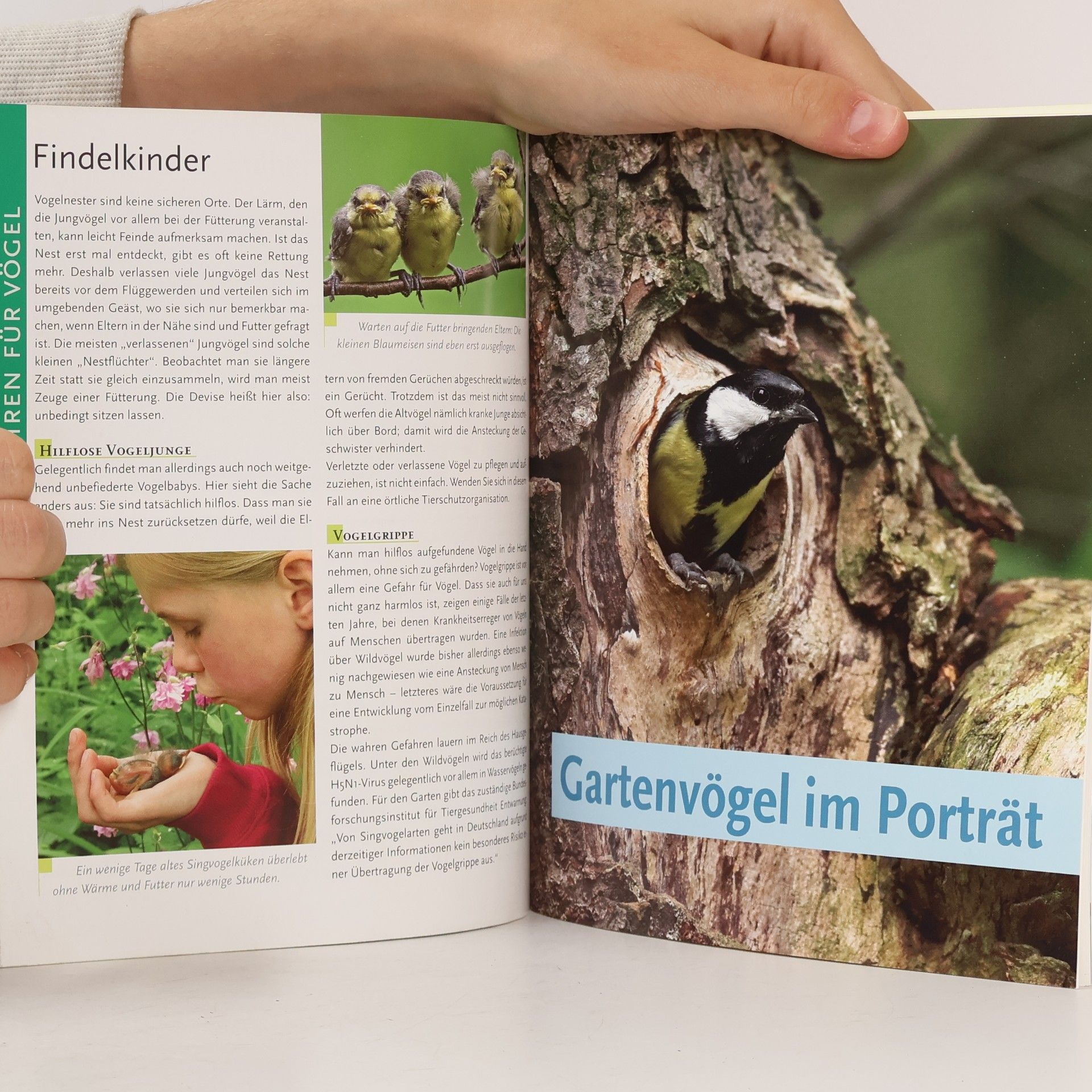 Ulrich Schmid Vögel im Garten