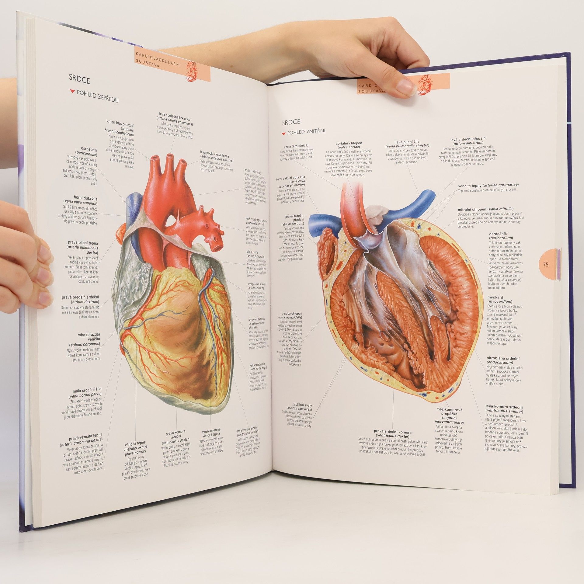 Kolektiv autorů Atlas lidského těla