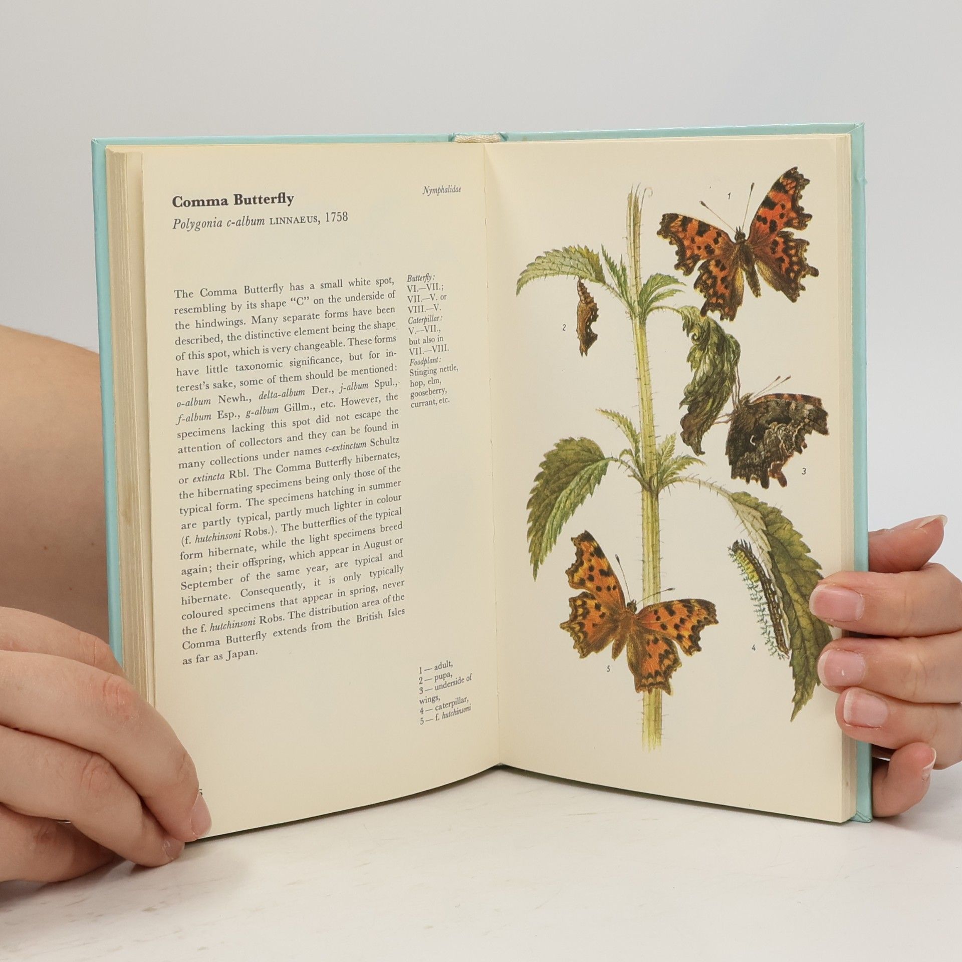 Josef Moucha A colour guide to familiar Butterflies, Caterpillars and Chrysalides