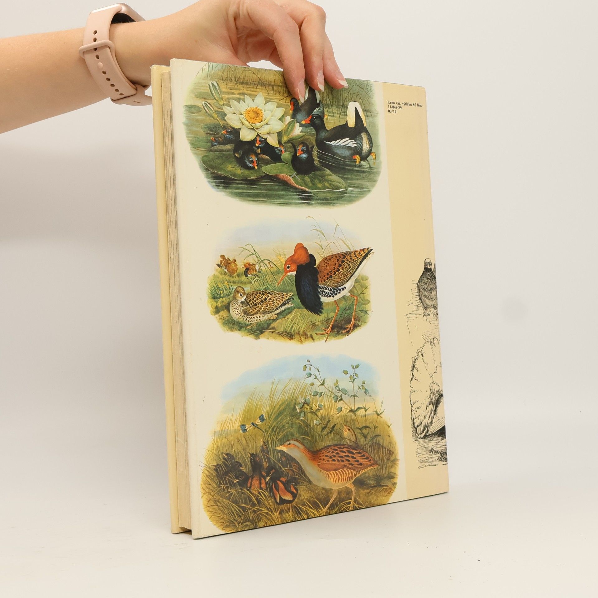 Charles Darwin Darwinův původ druhů v ilustracích