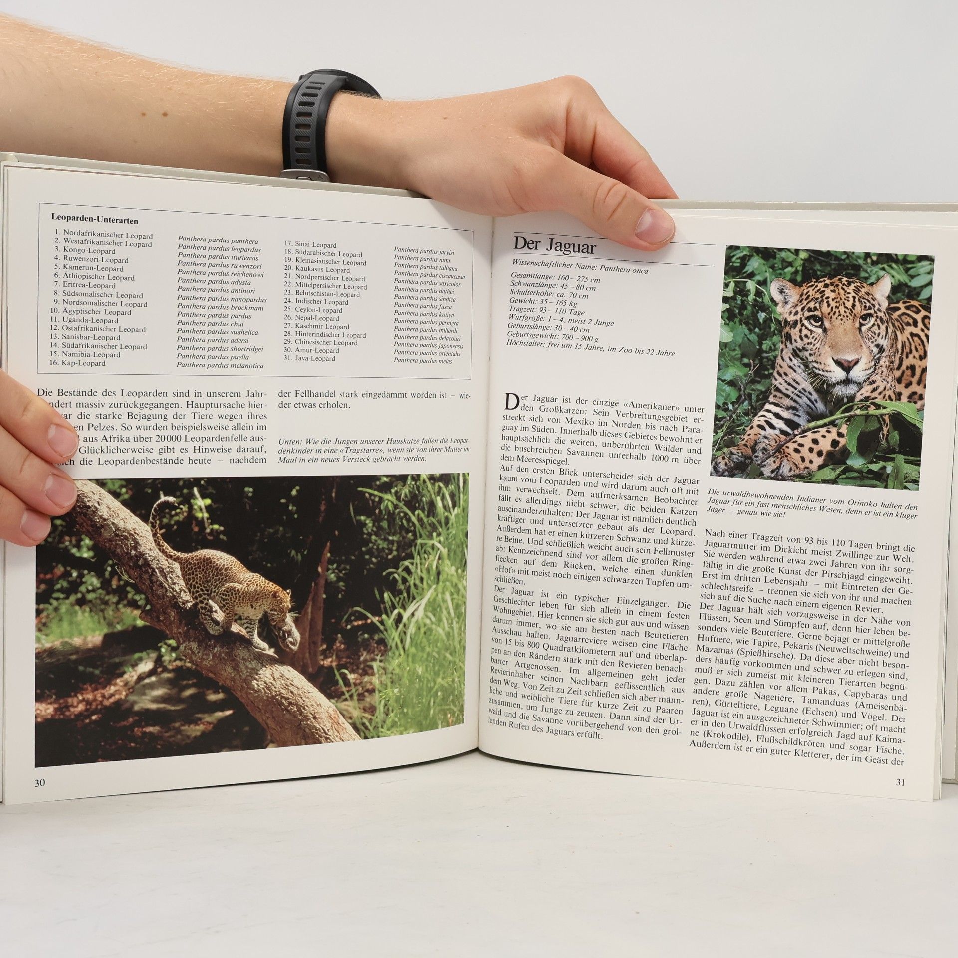 Markus Kappeler Das Buch der Tierfamilien 2. Großkatzen