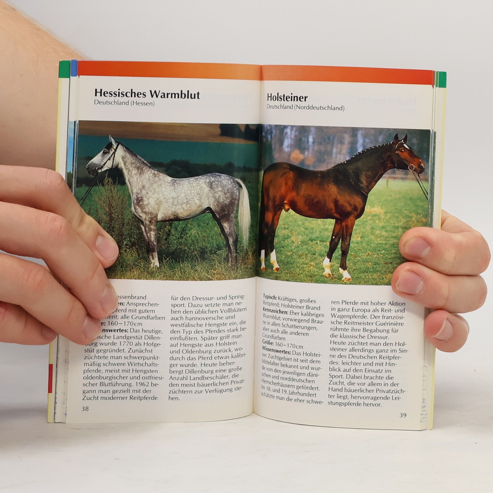 Christiane Gohl Pferde und Ponys