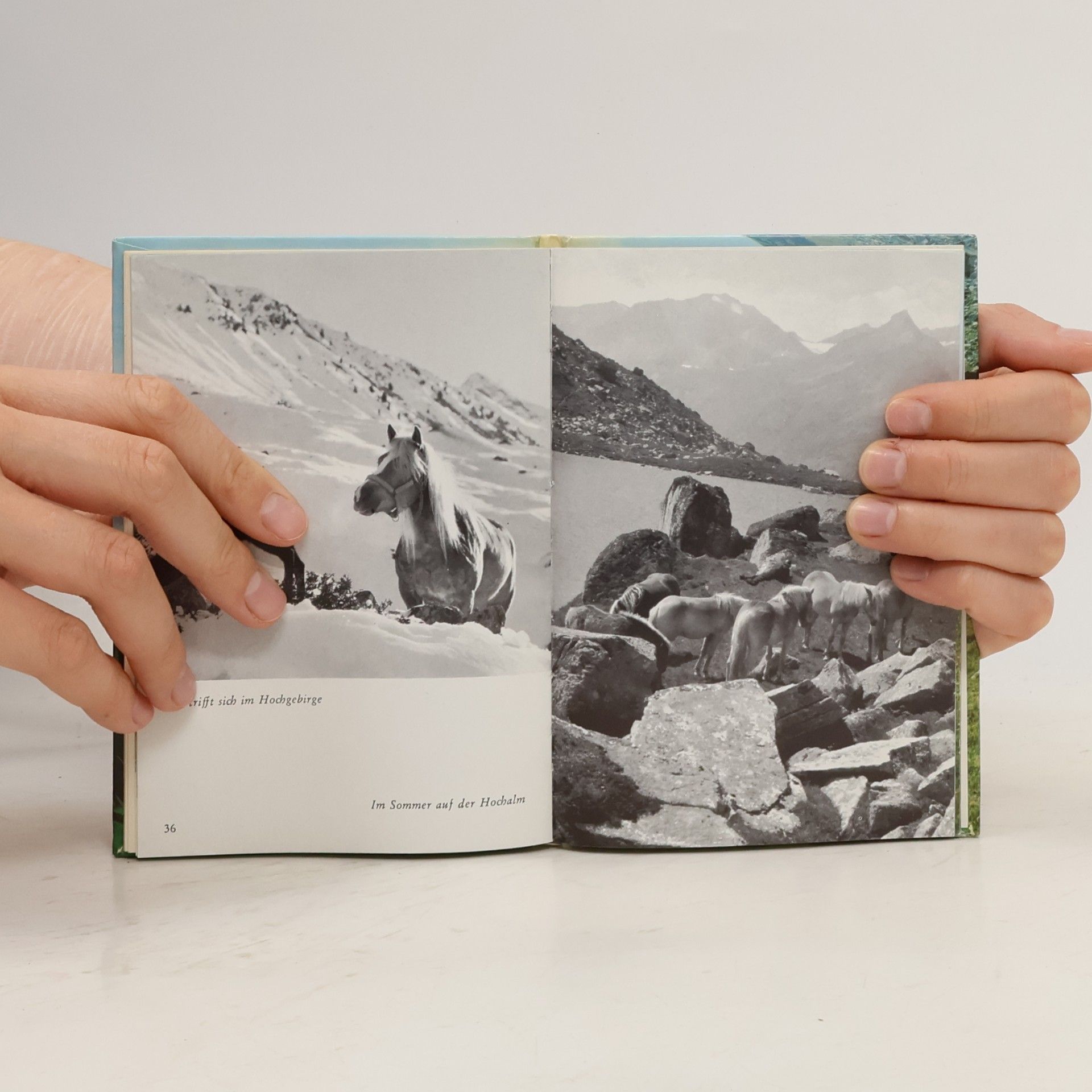 Various authors Haflinger-Pferde