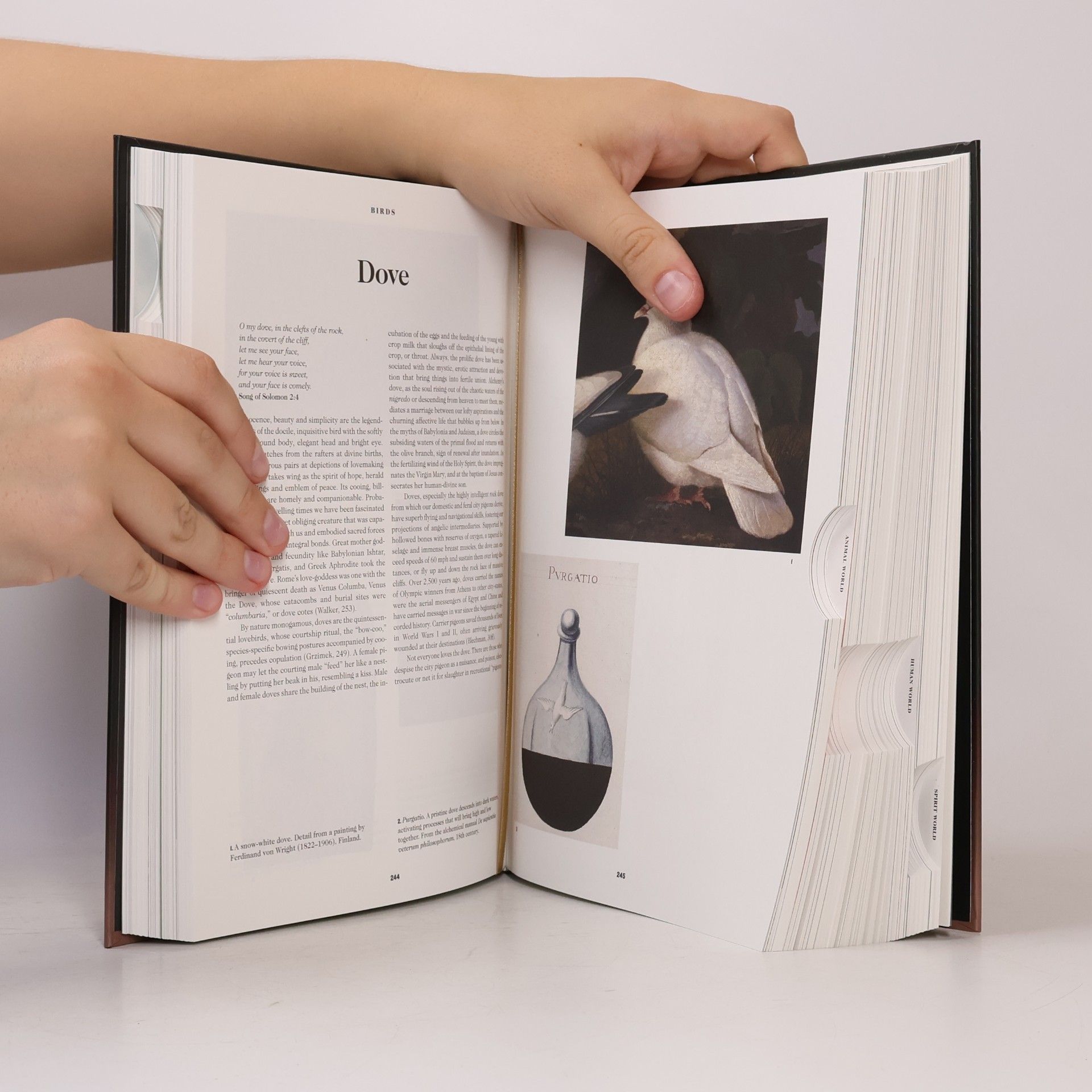 Autorenkollektiv The book of symbols : Reflection of archetypal images